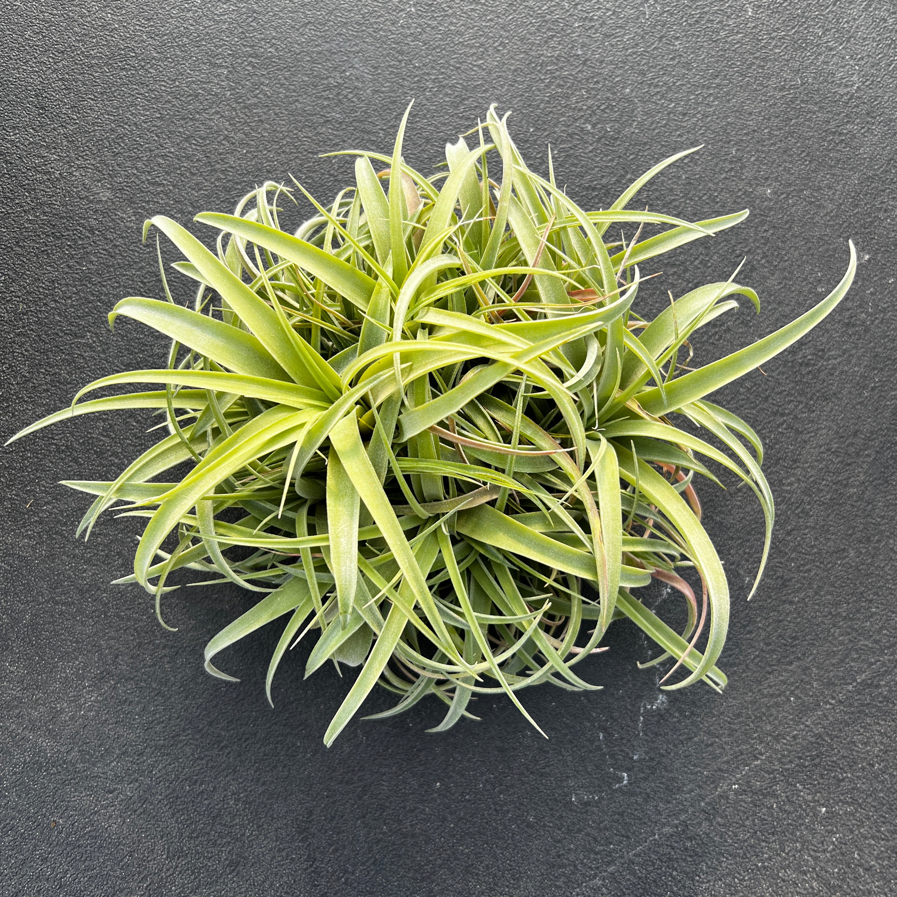 Tillandsia betty (Brachycaulos x xerographica) large clump air plant with pups in hand