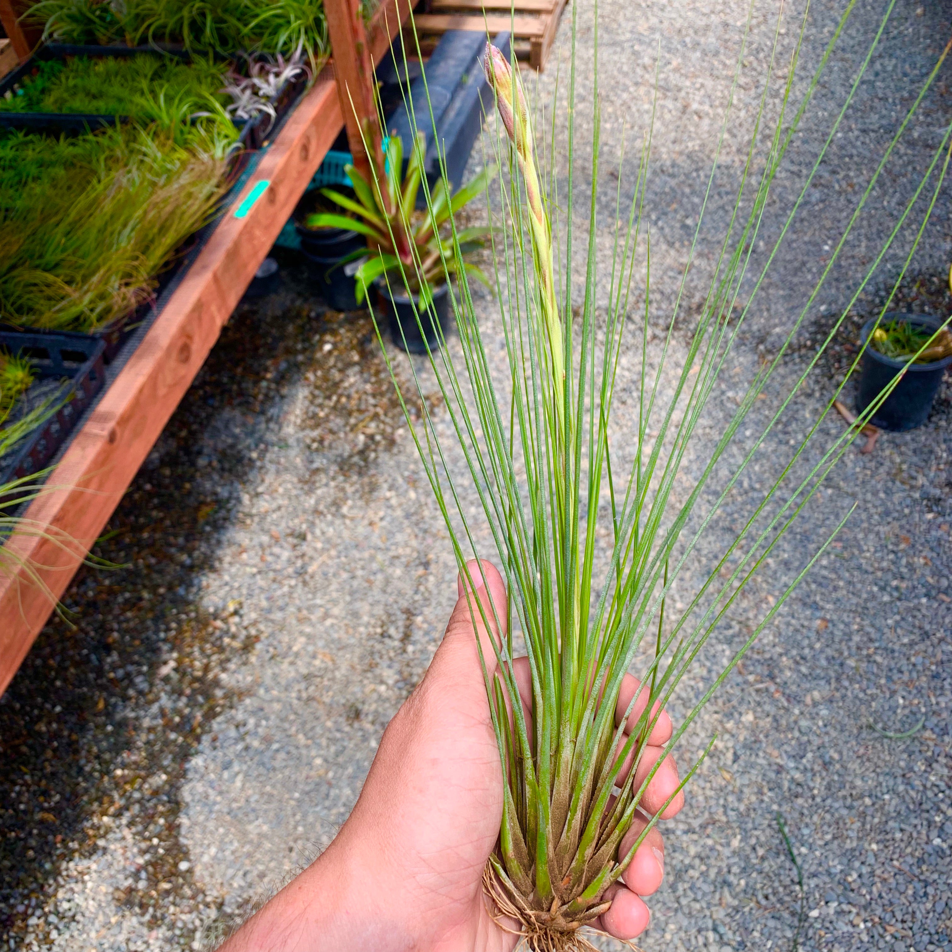 Wholesale Juncea Giant 12”+ <br> (minimum order 3)