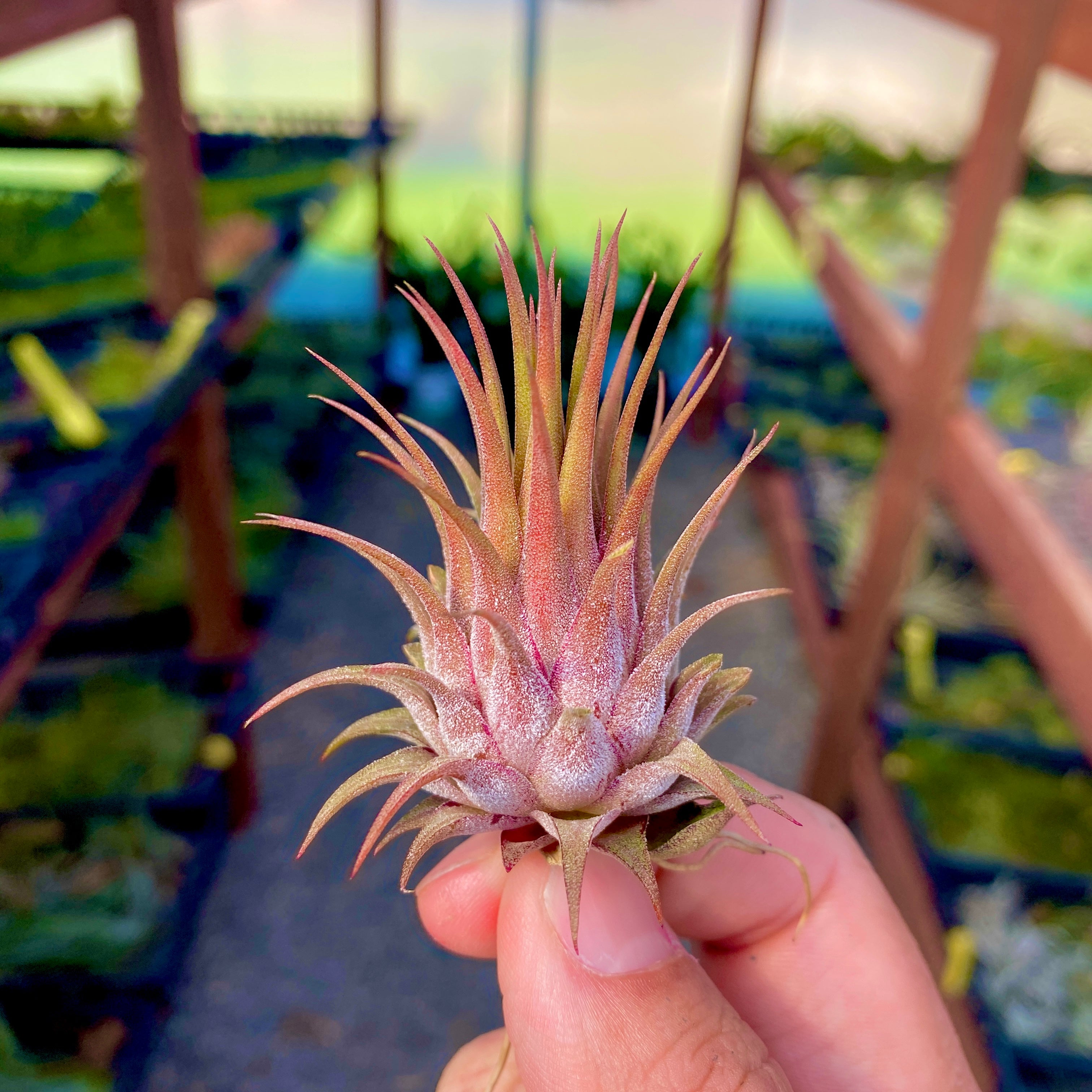 Tillandsia Ionantha Rosita Air Plant Red Maroon Color