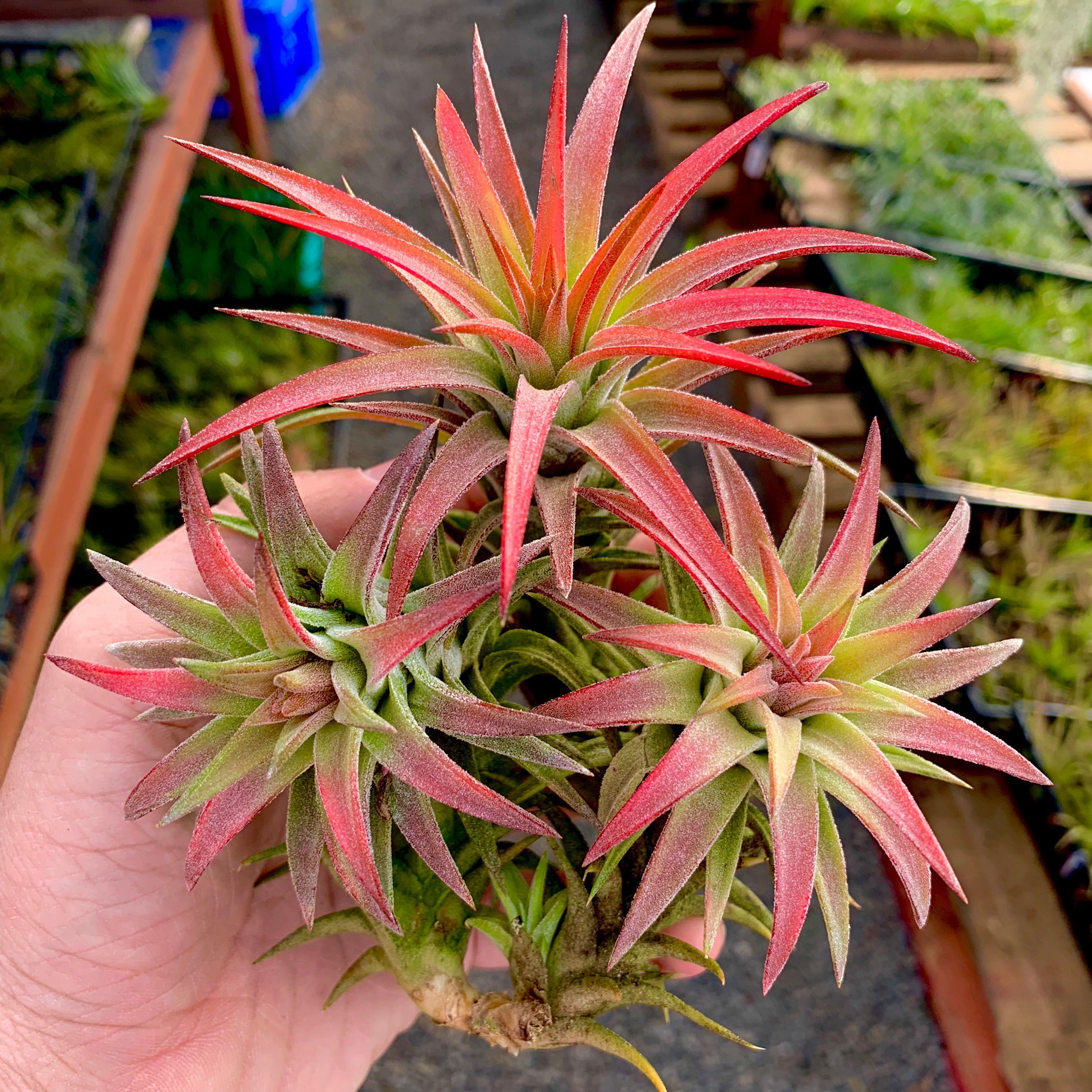 Tillandsia Ionantha Vanhyningii Rare Air Plant Terrarium Friendly