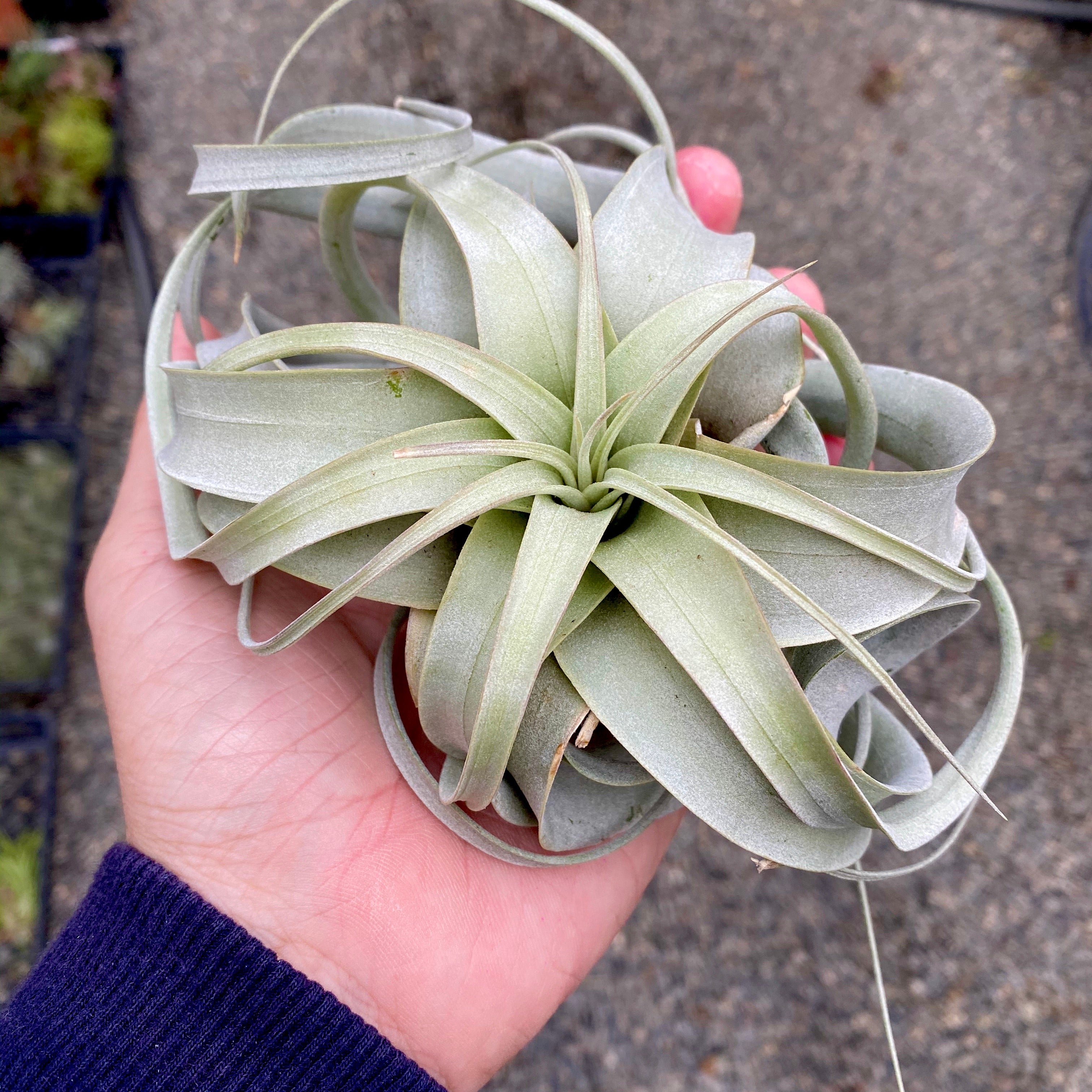 Xerographica Tillandsia Air Plant Held In Hand White Decor Design