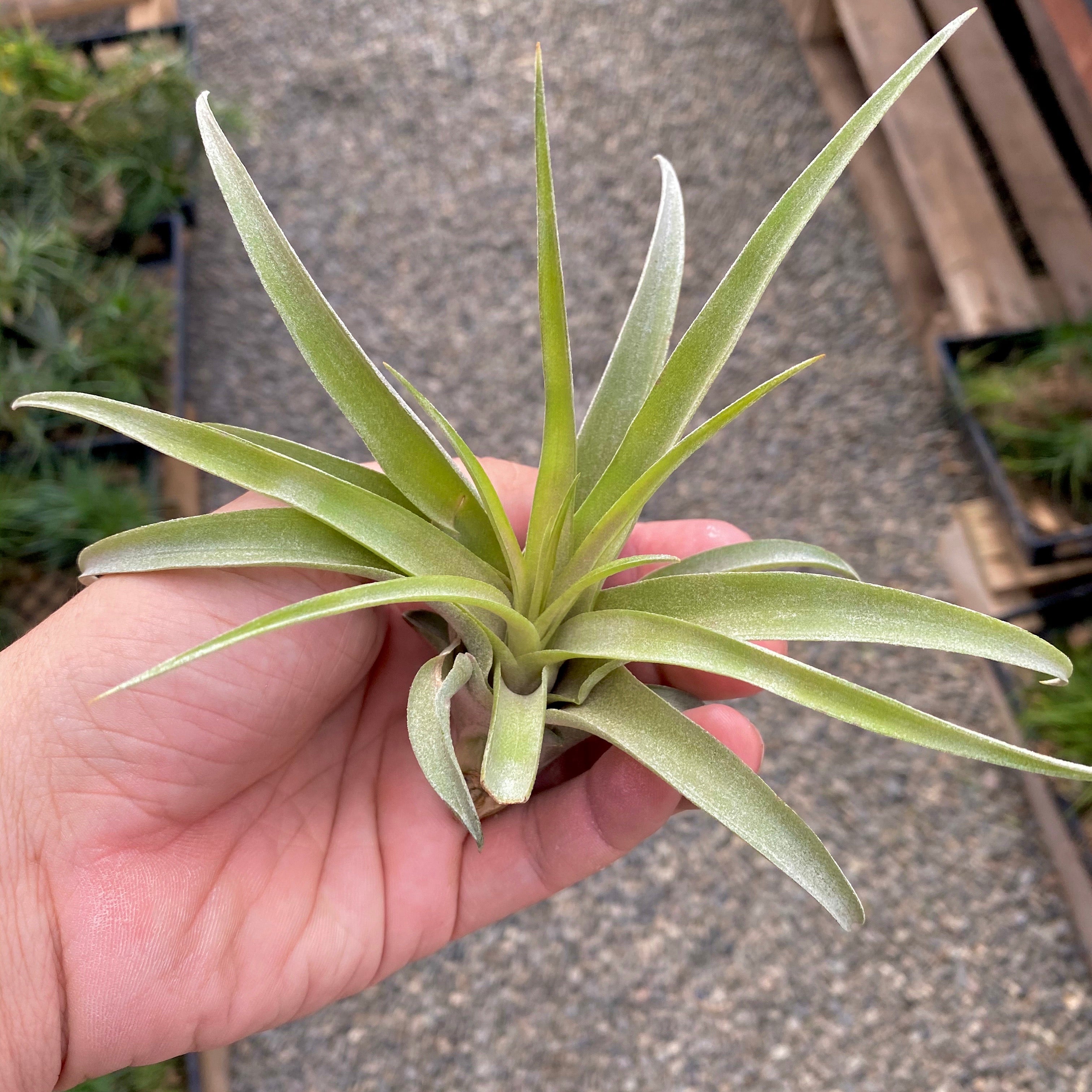 Tillandsia Capitata Peach Air Plant Decoration Being Held in Hand