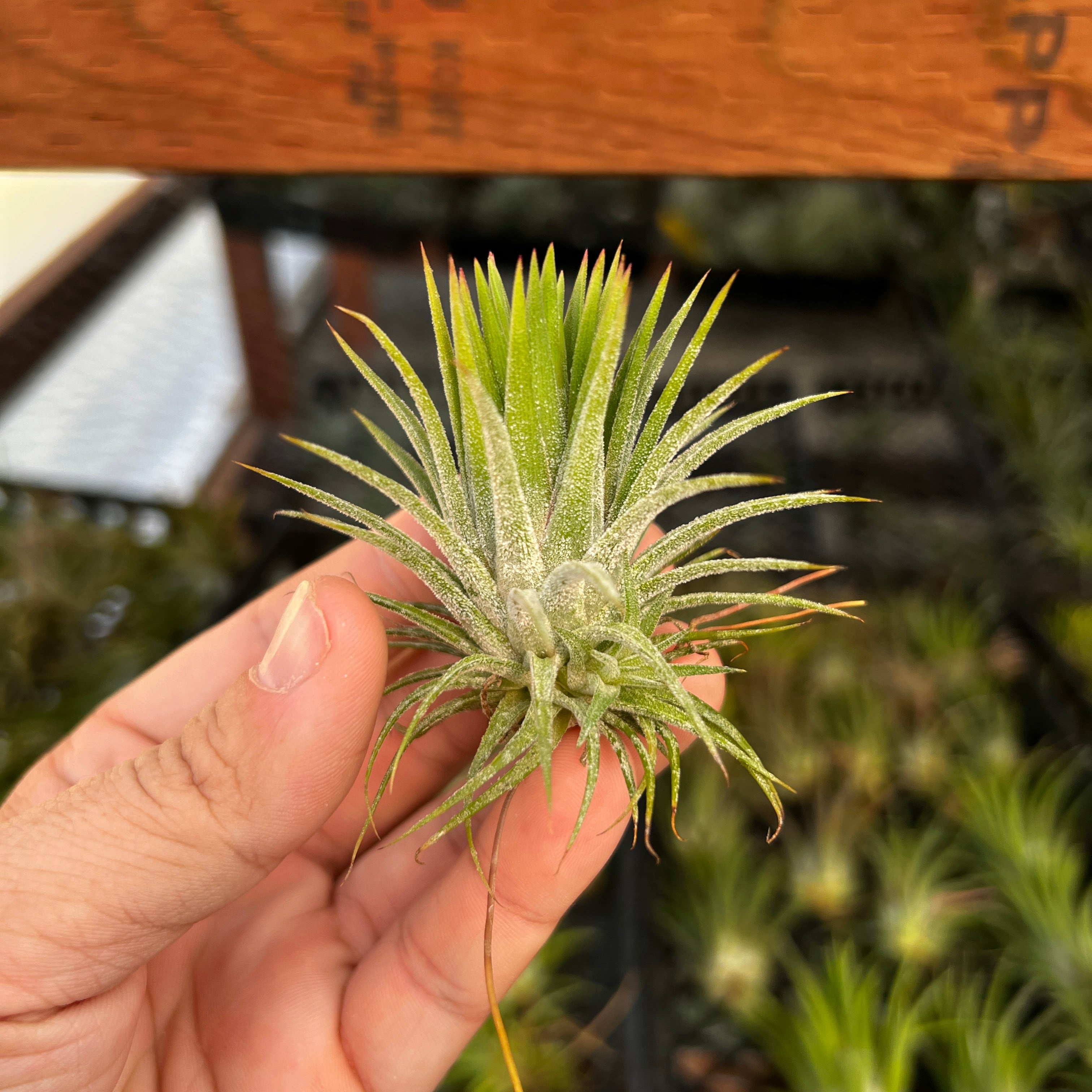 Tillandsia Ionantha Huamelula Air Plant