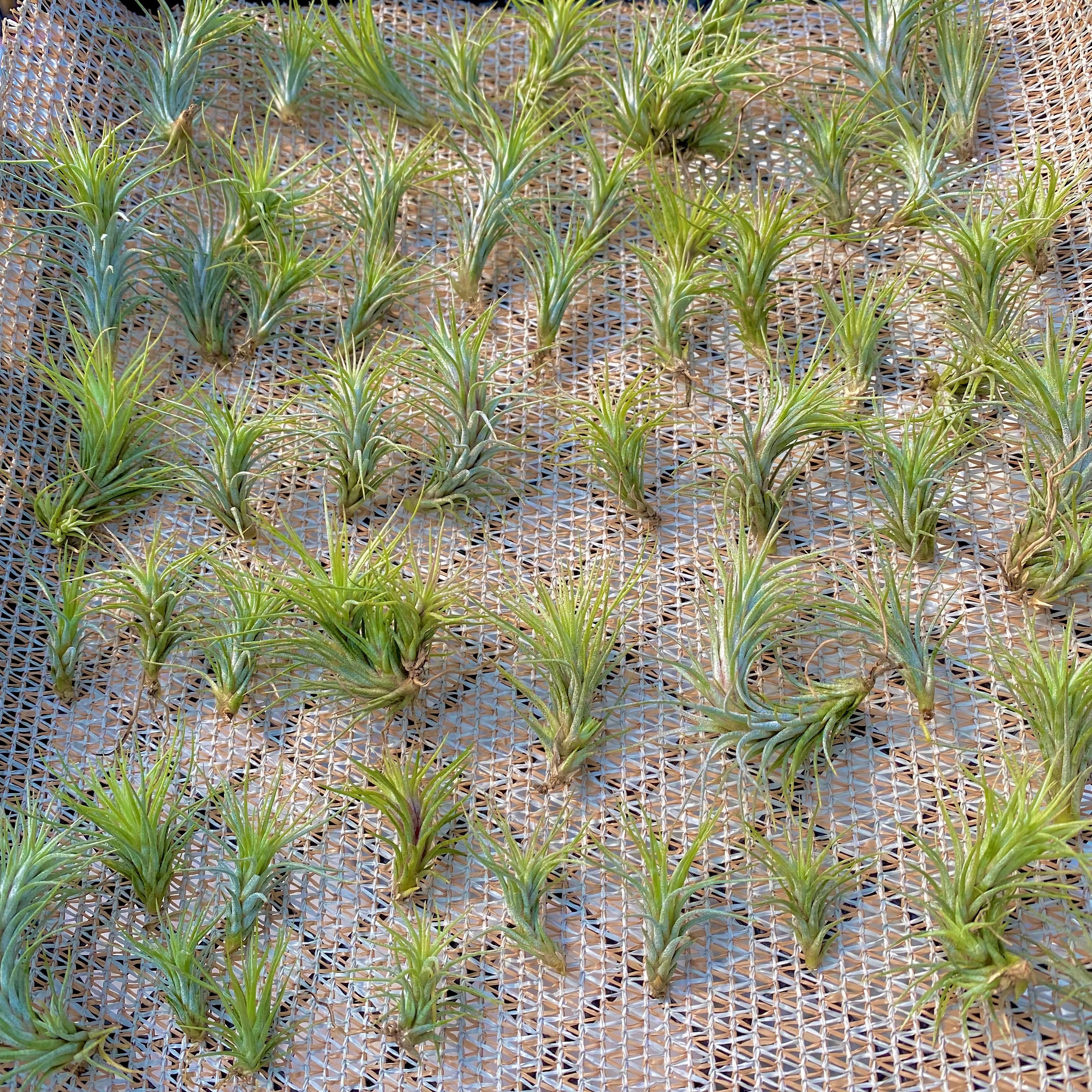 Funckiana <br> (Caterpillar Air Plant)