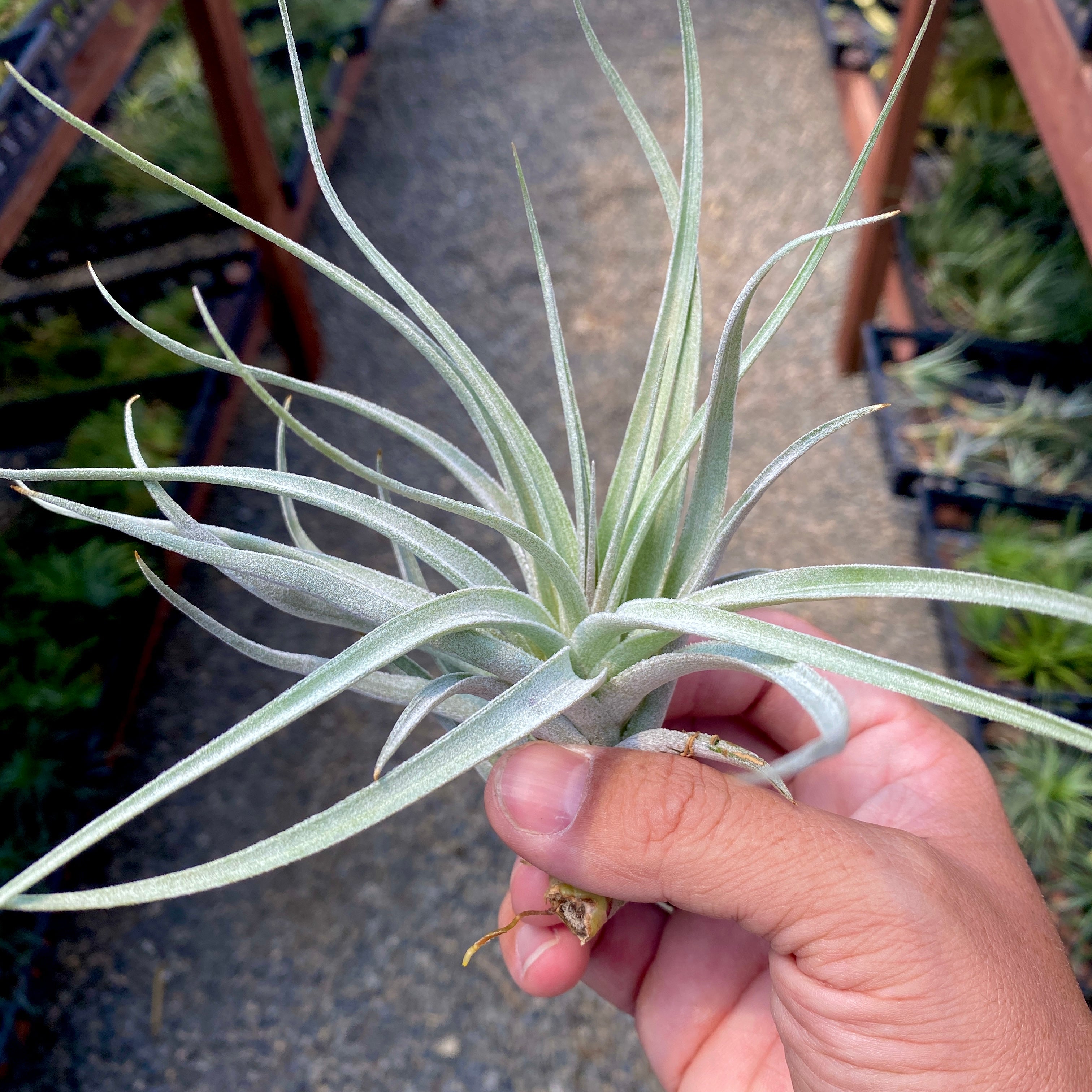 recurvifolia x Gardneri Air Plant tillandsia for wedding bouquet or wedding decor