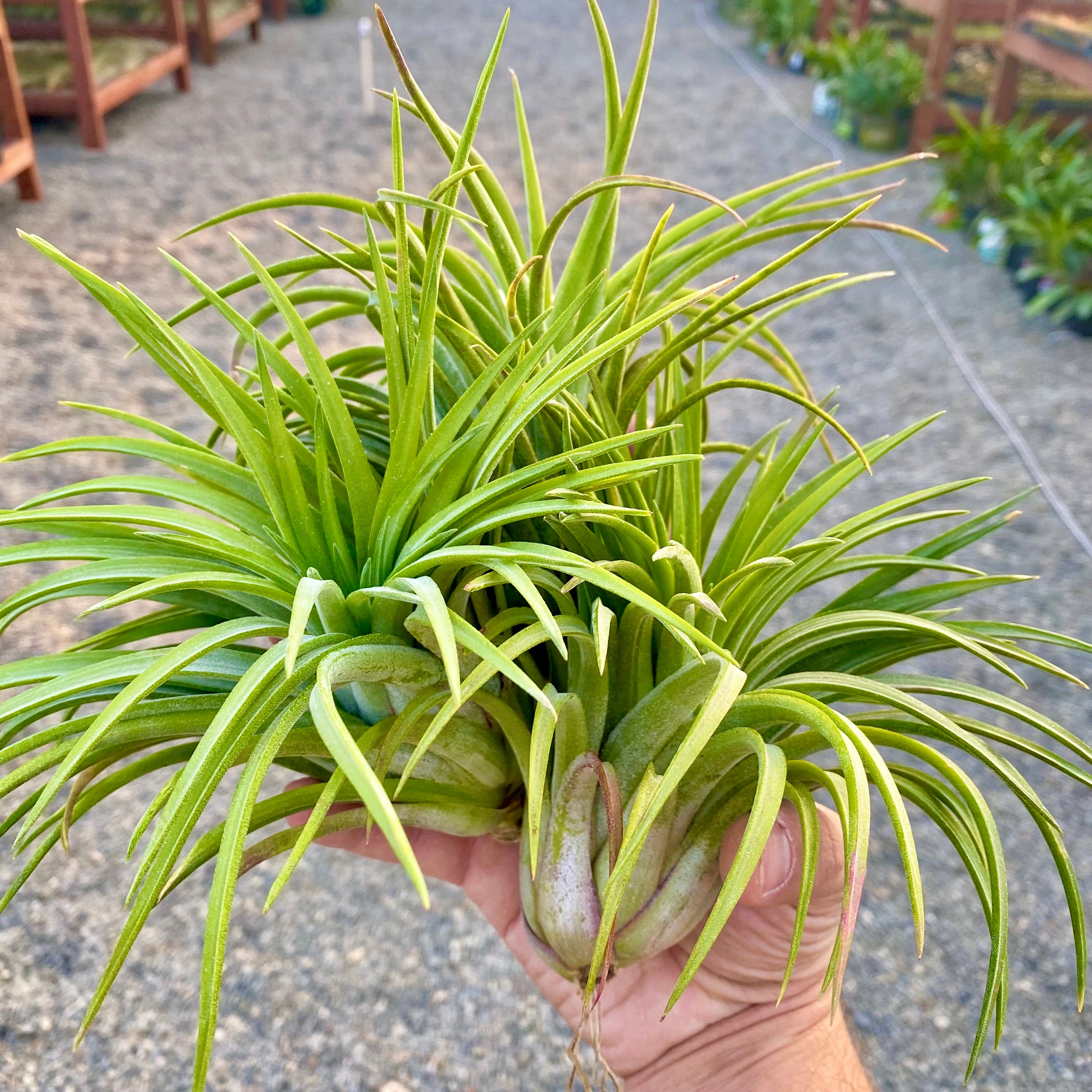 ionantha maxima giant *SALE!!!!*