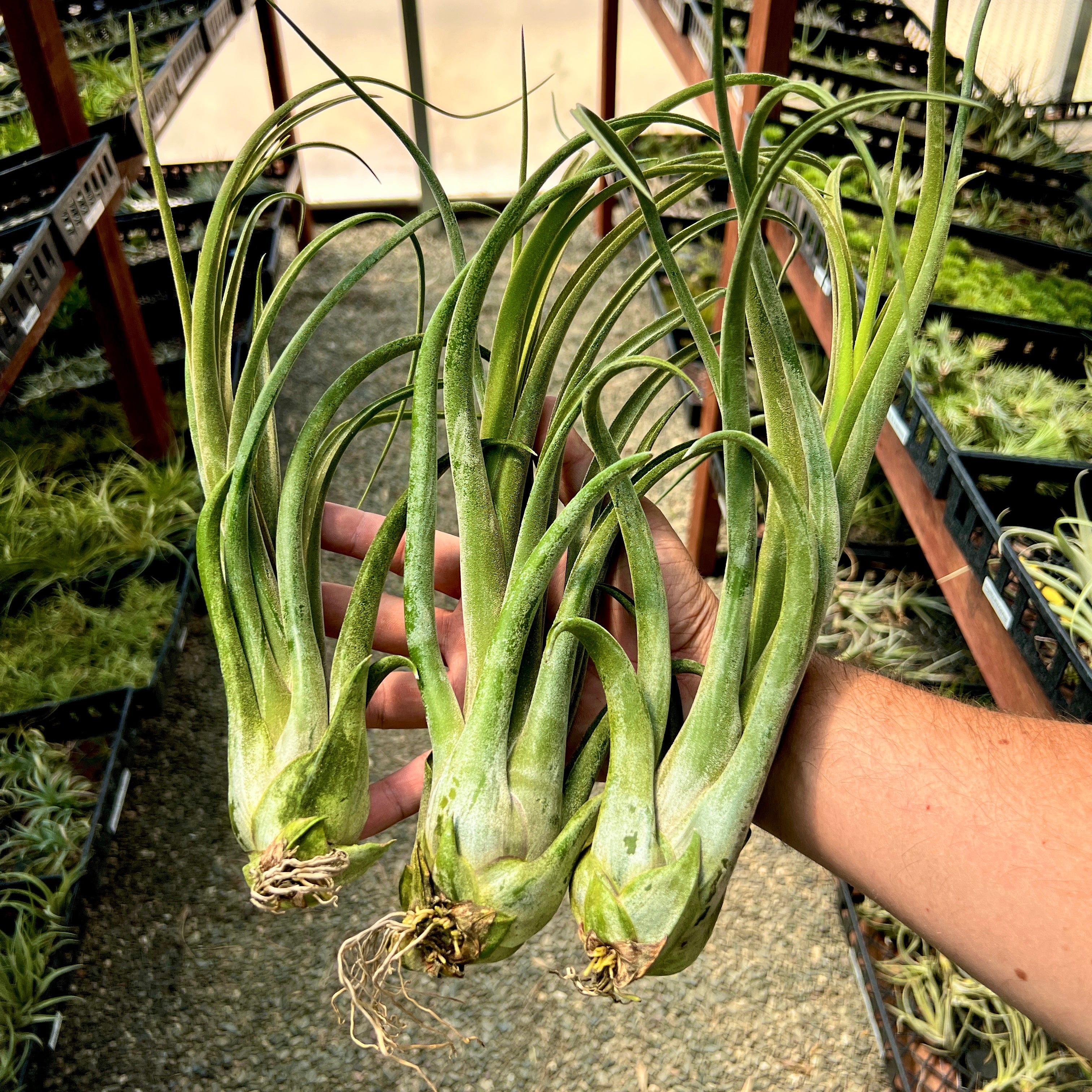 tillandsia long john rare hybrid air plant premium