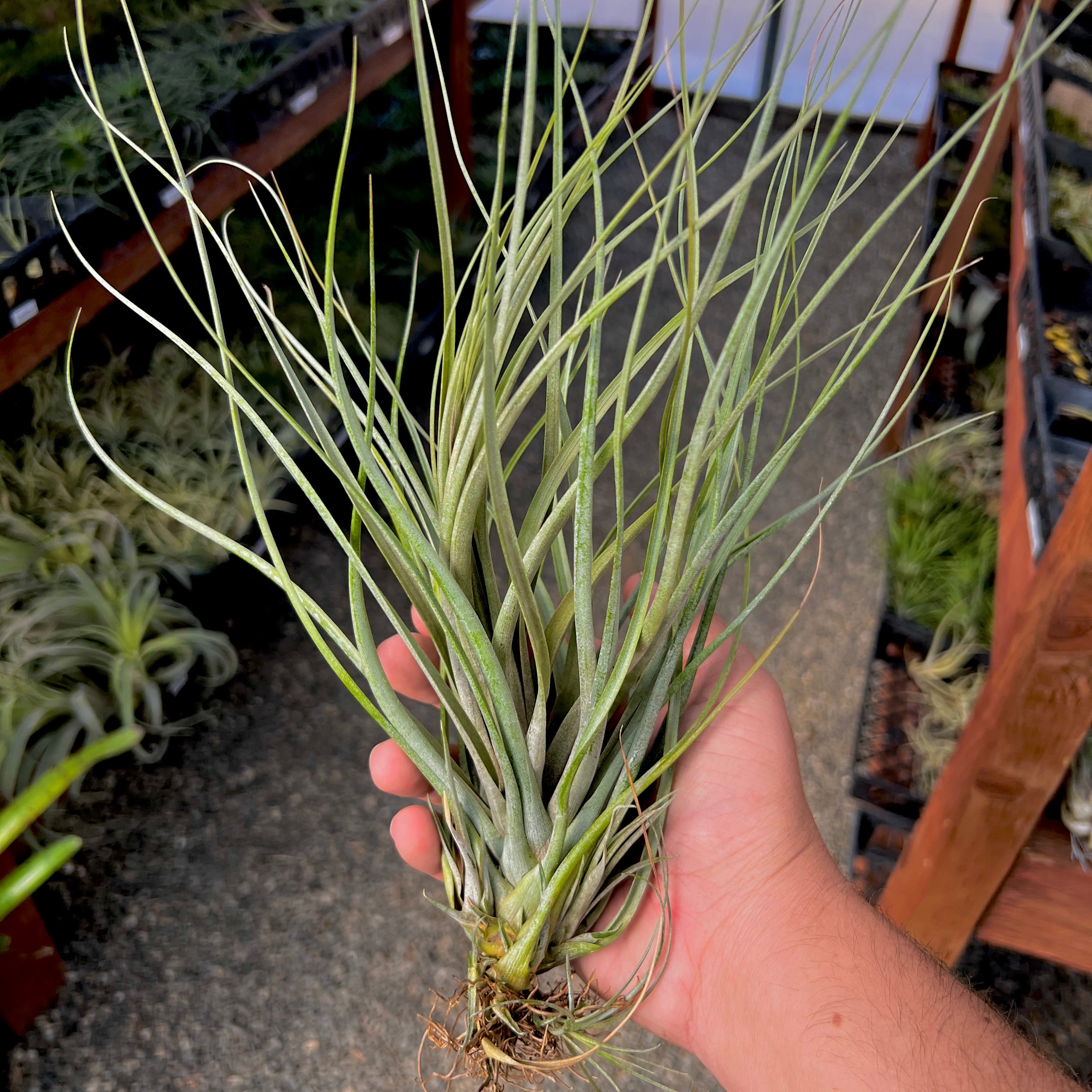 Tillandsia Floridiana USA Native Air Plant Species Greenhouse Grown For Sale