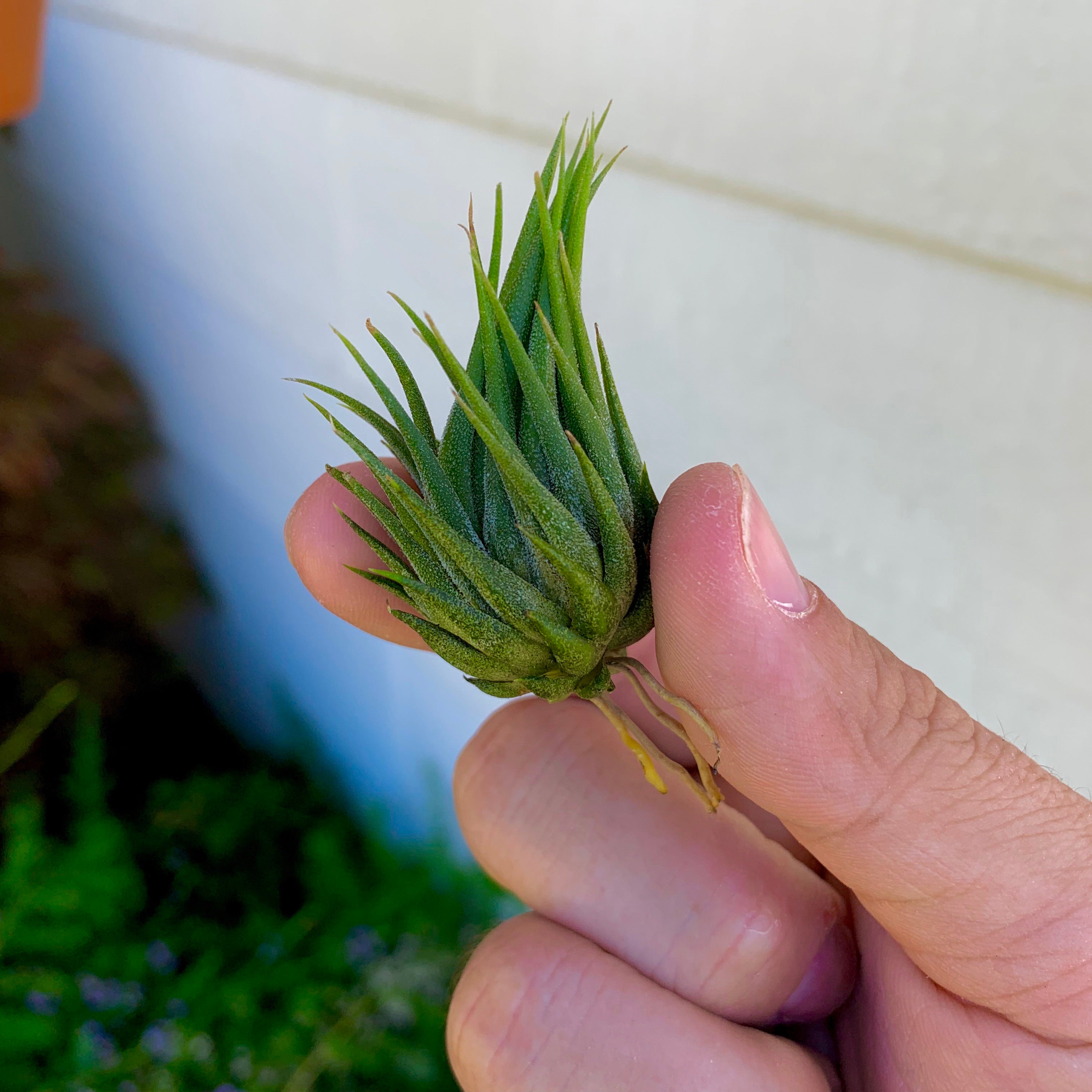 ionantha hazelnut tillandsia air plant cute small houseplant