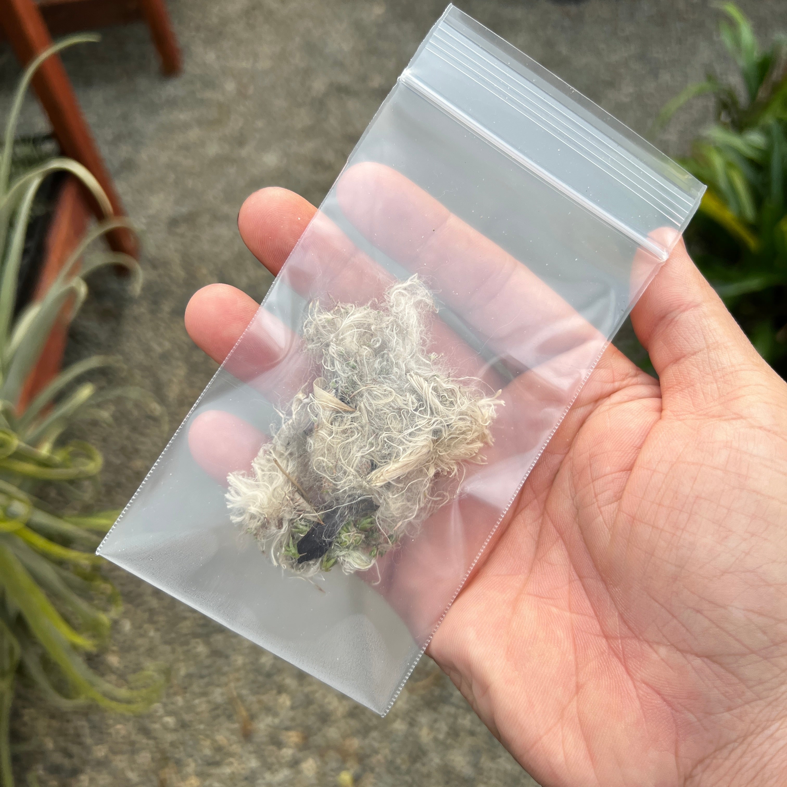 Freshly Harvested Diguetii Tillandsia Seed