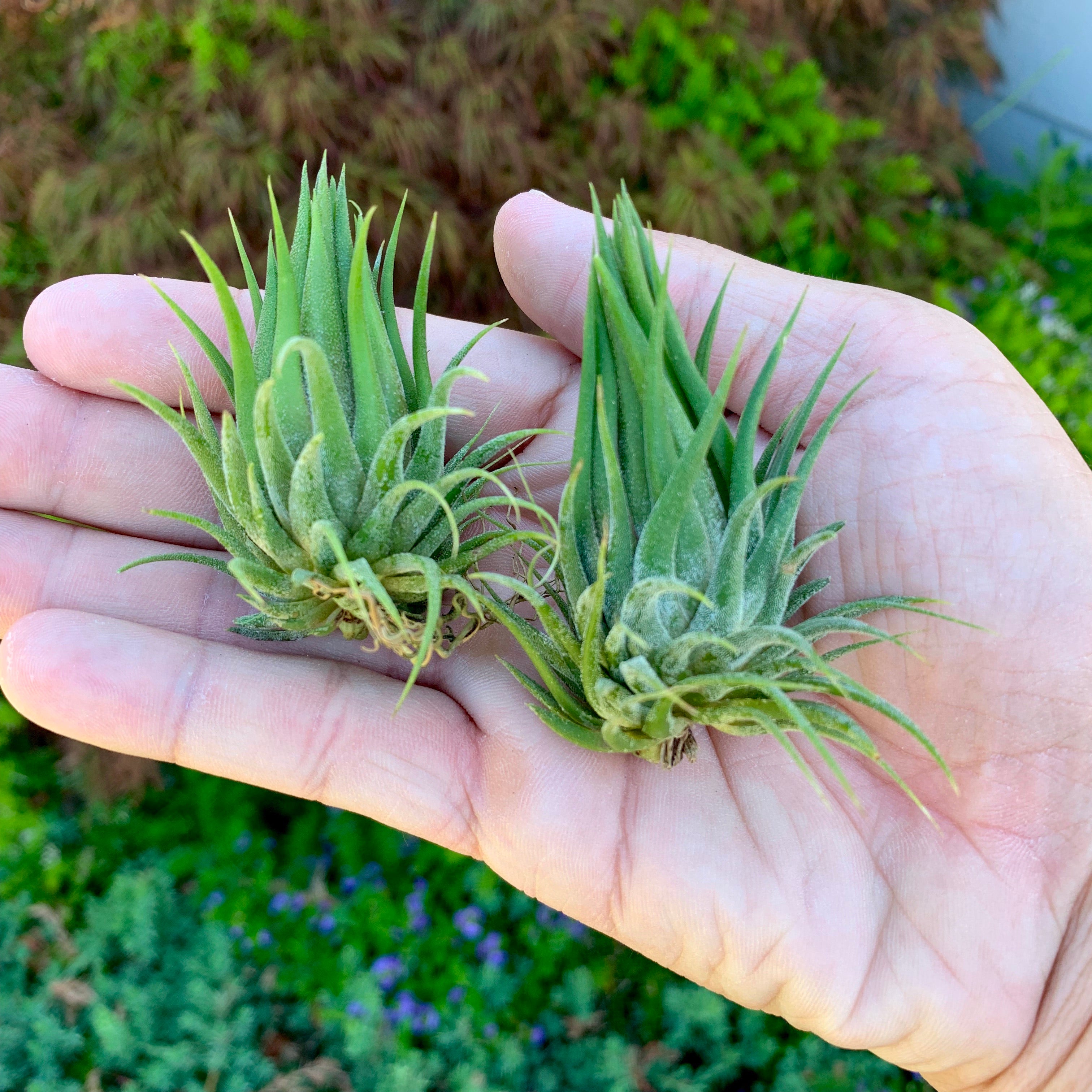 ionantha hazelnut tillandsia air plant cute small houseplant