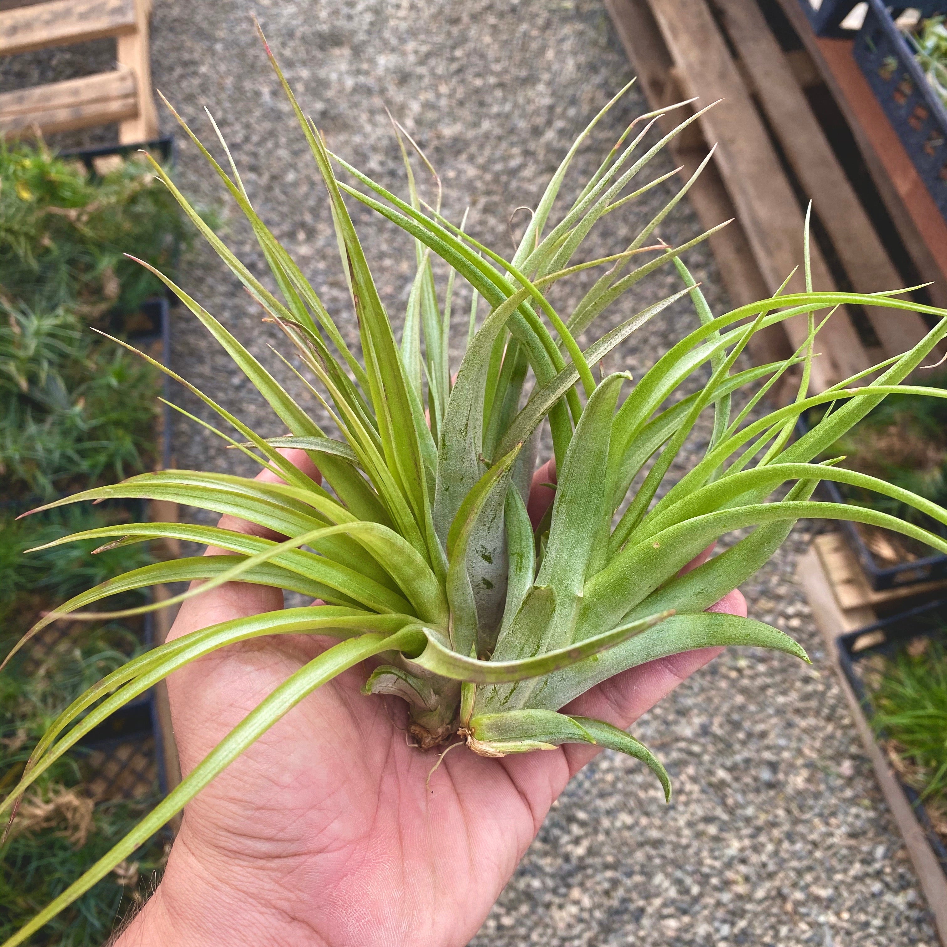 3 Tillandsia Brachycaulos Green Air Plant