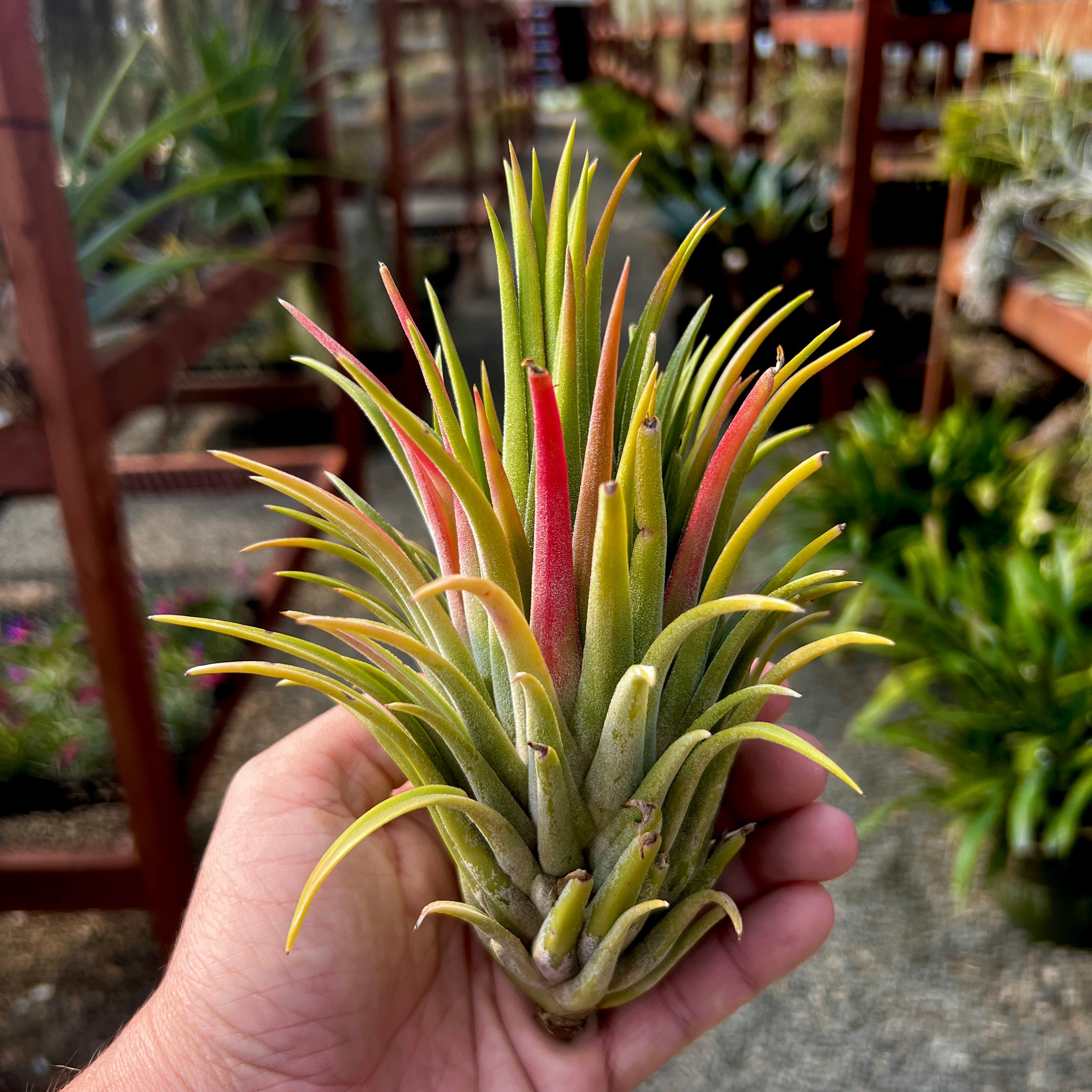 Ionantha Curly Giant XL Selections