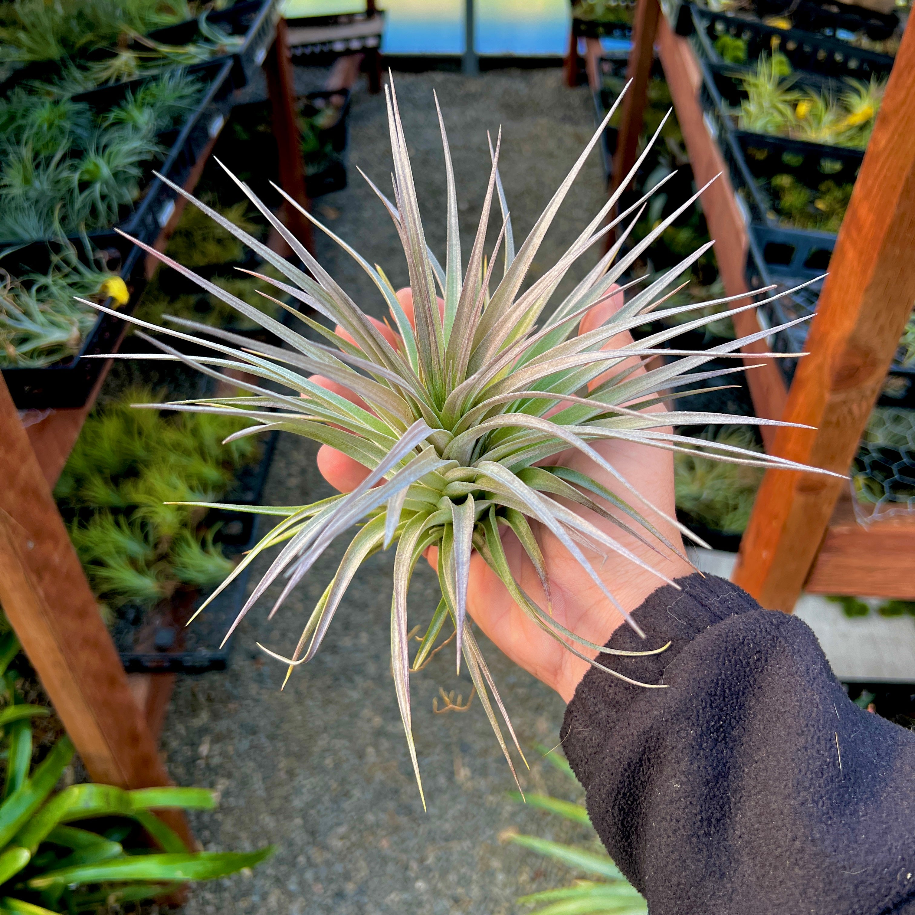 Tillandsia Stricta Pink Star Air Plant Symmetrical Shape