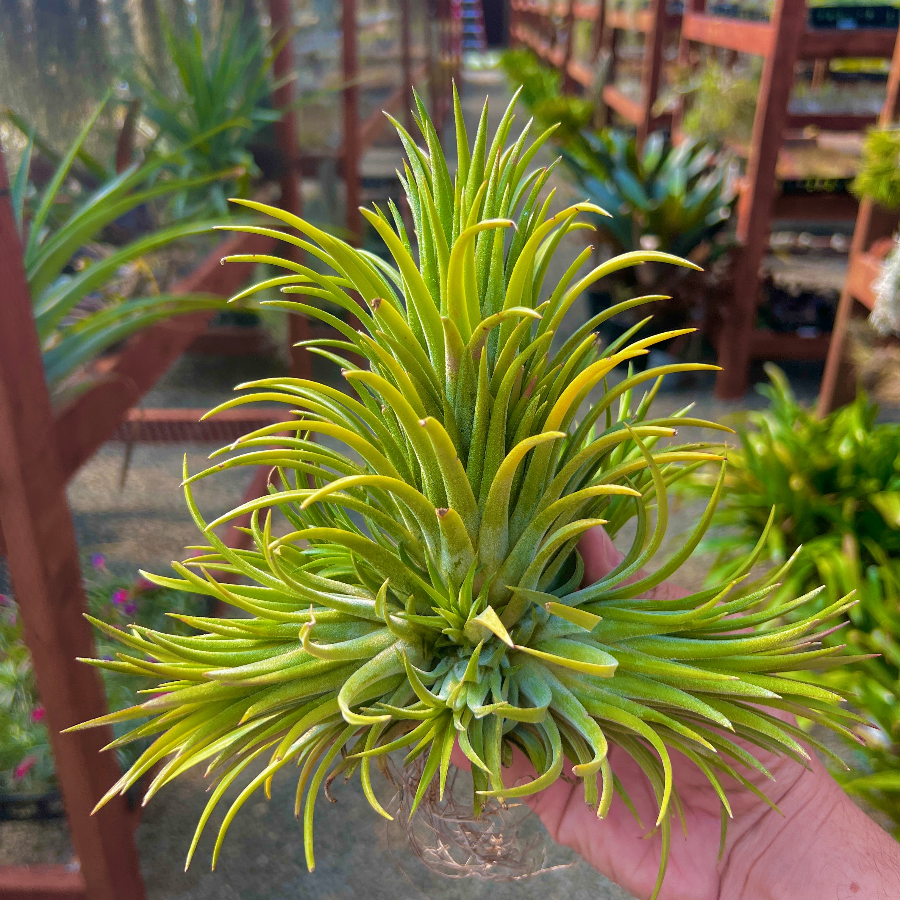 Ionantha Curly Giant XL Selections