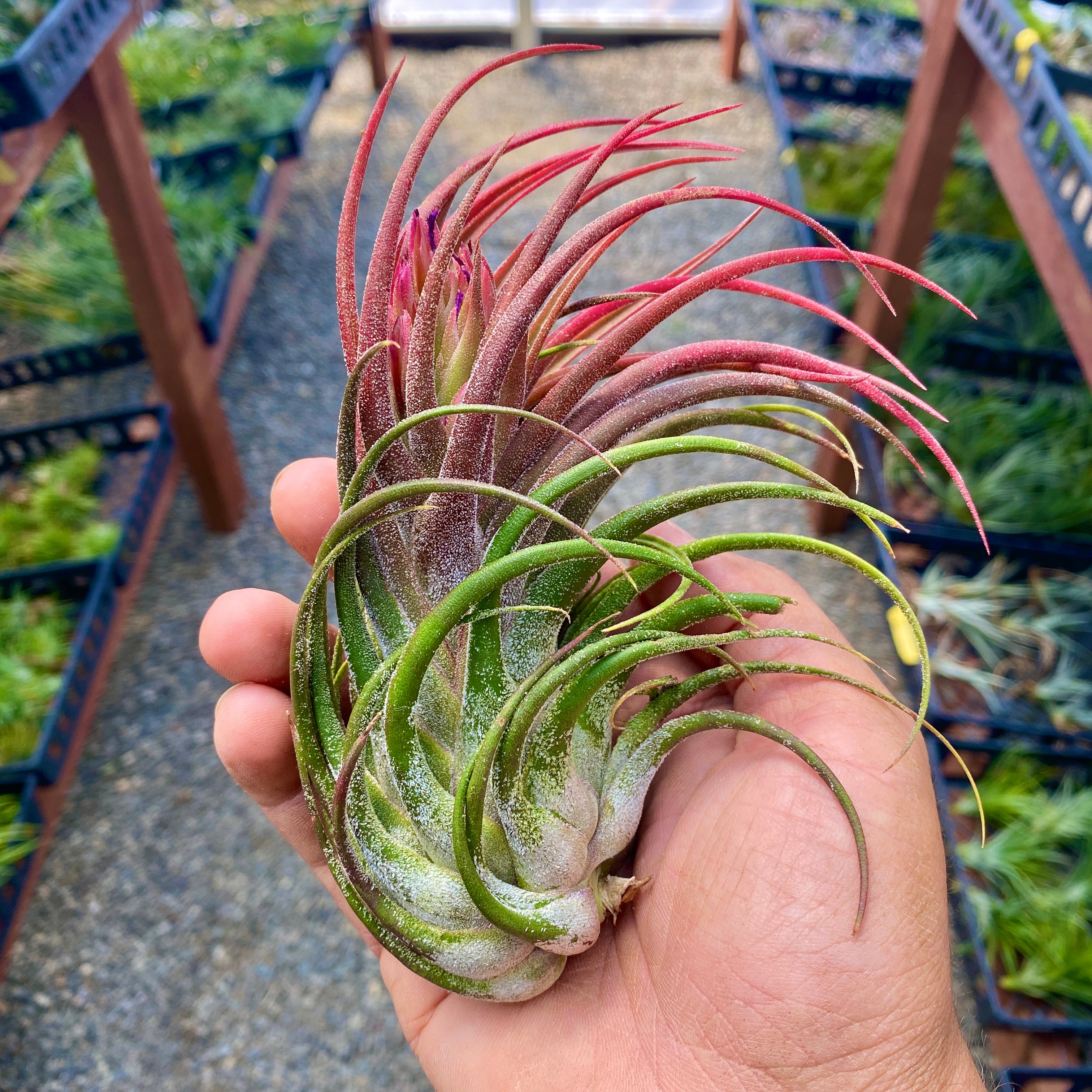 Tillandsia Ionantha Rubra x Seleriana Rare Air Plant Hybrid With Red Blush Terrarium Plant