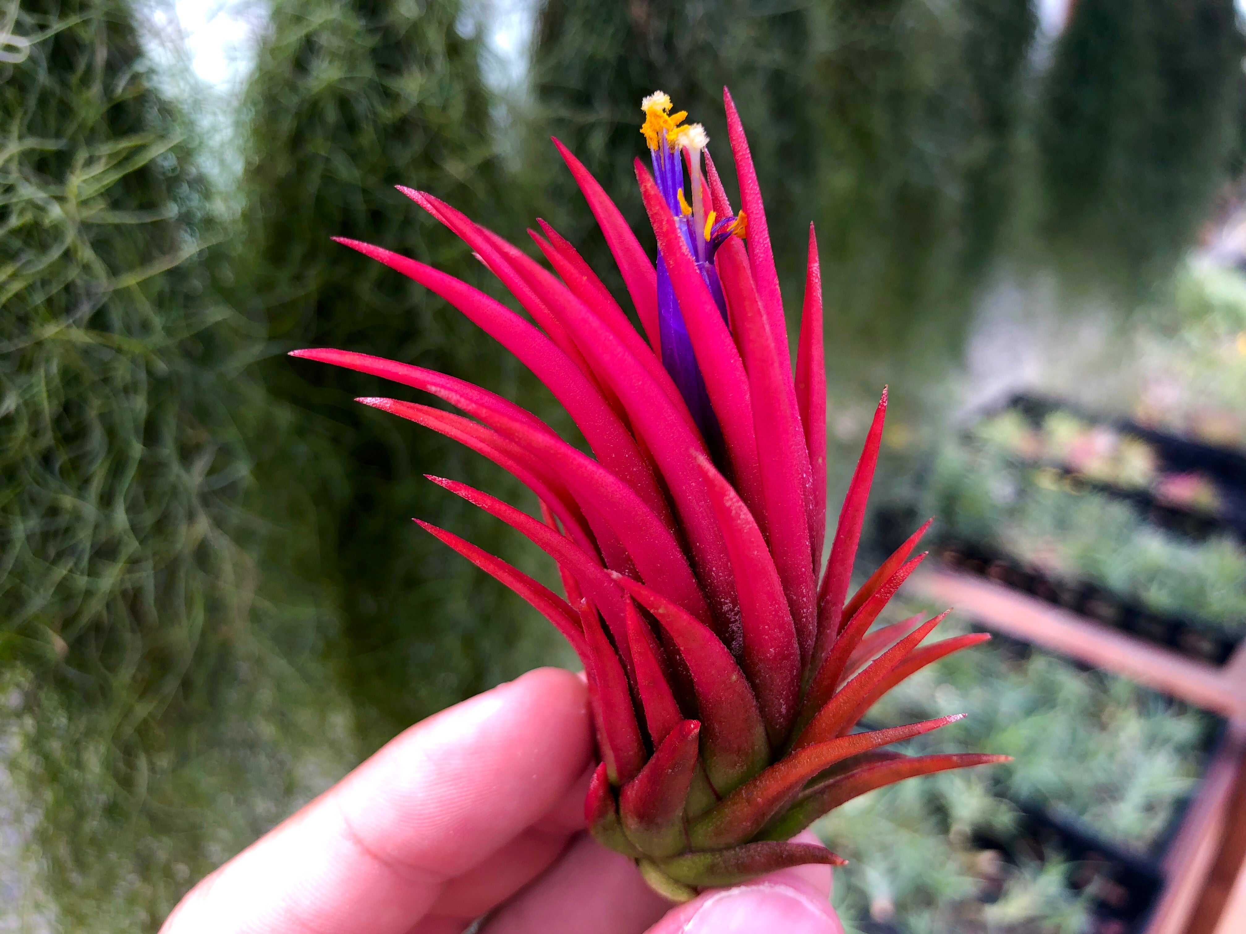 Tillandsia Ionantha Rosita Air Plant Red Maroon Color