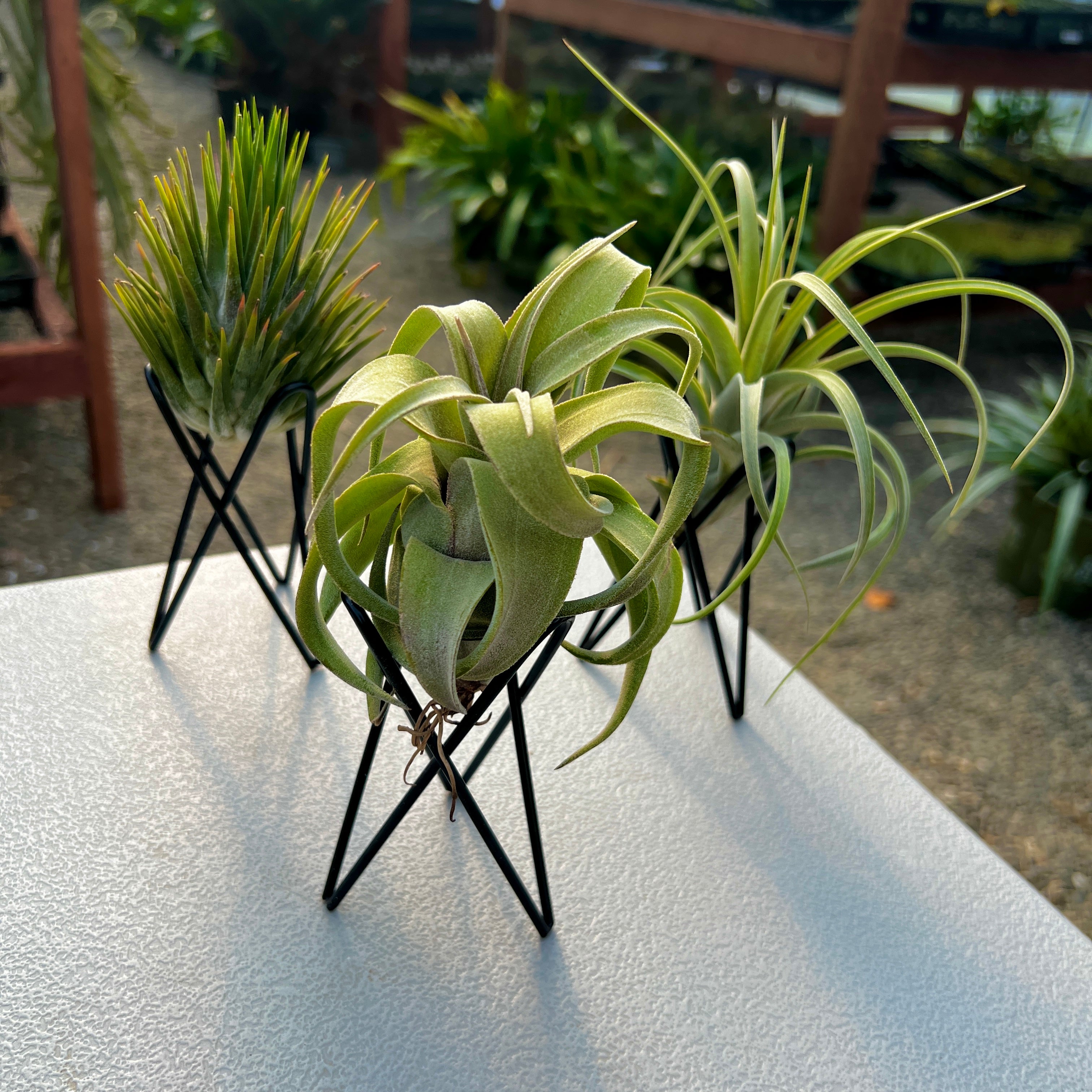 Black Geometric Air Plant Tillandsia Holder Gift Housewarming Geometric Black stand