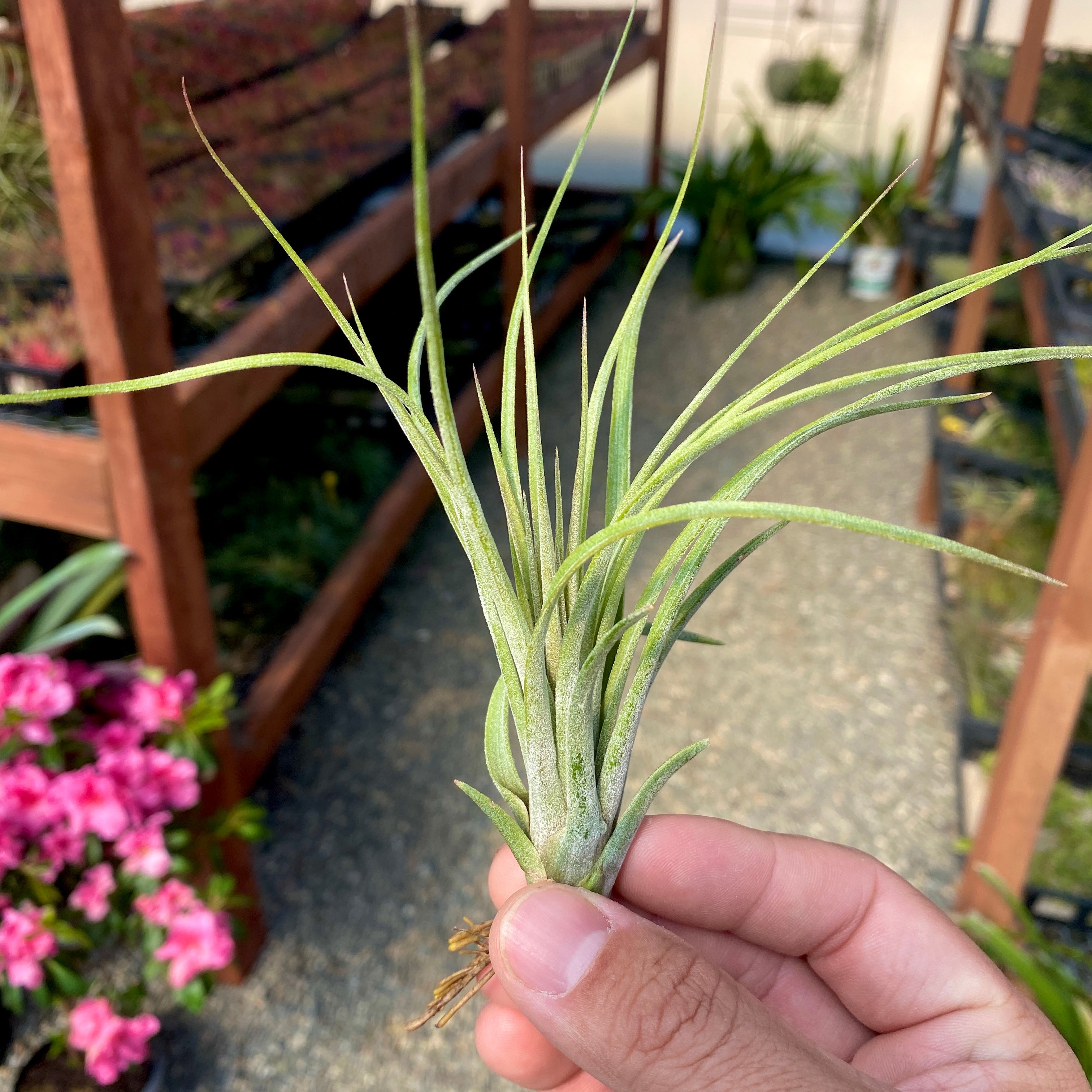 Exserta x Velutina <br> (Can Grow Over 2ft!)