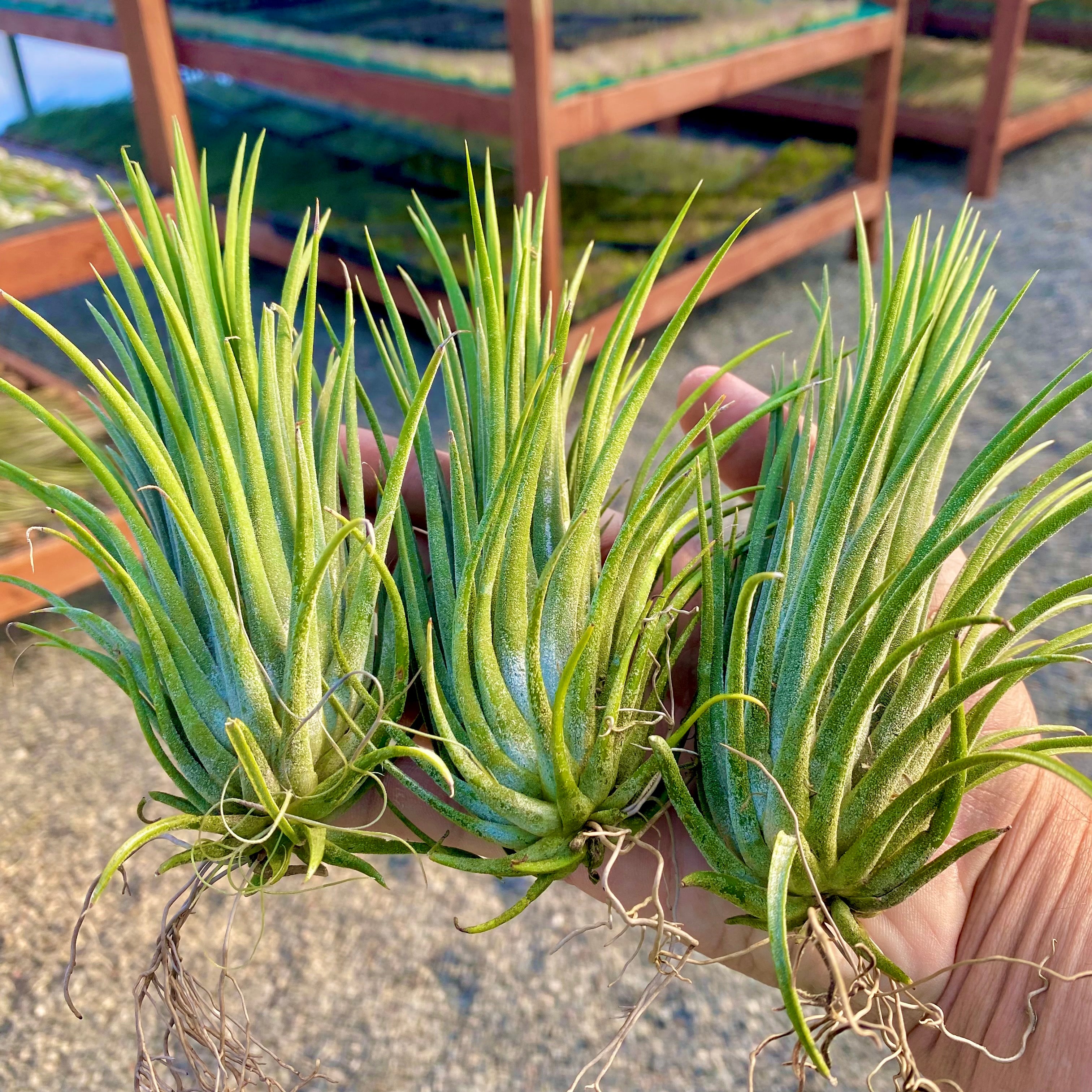 ionantha tall velvet