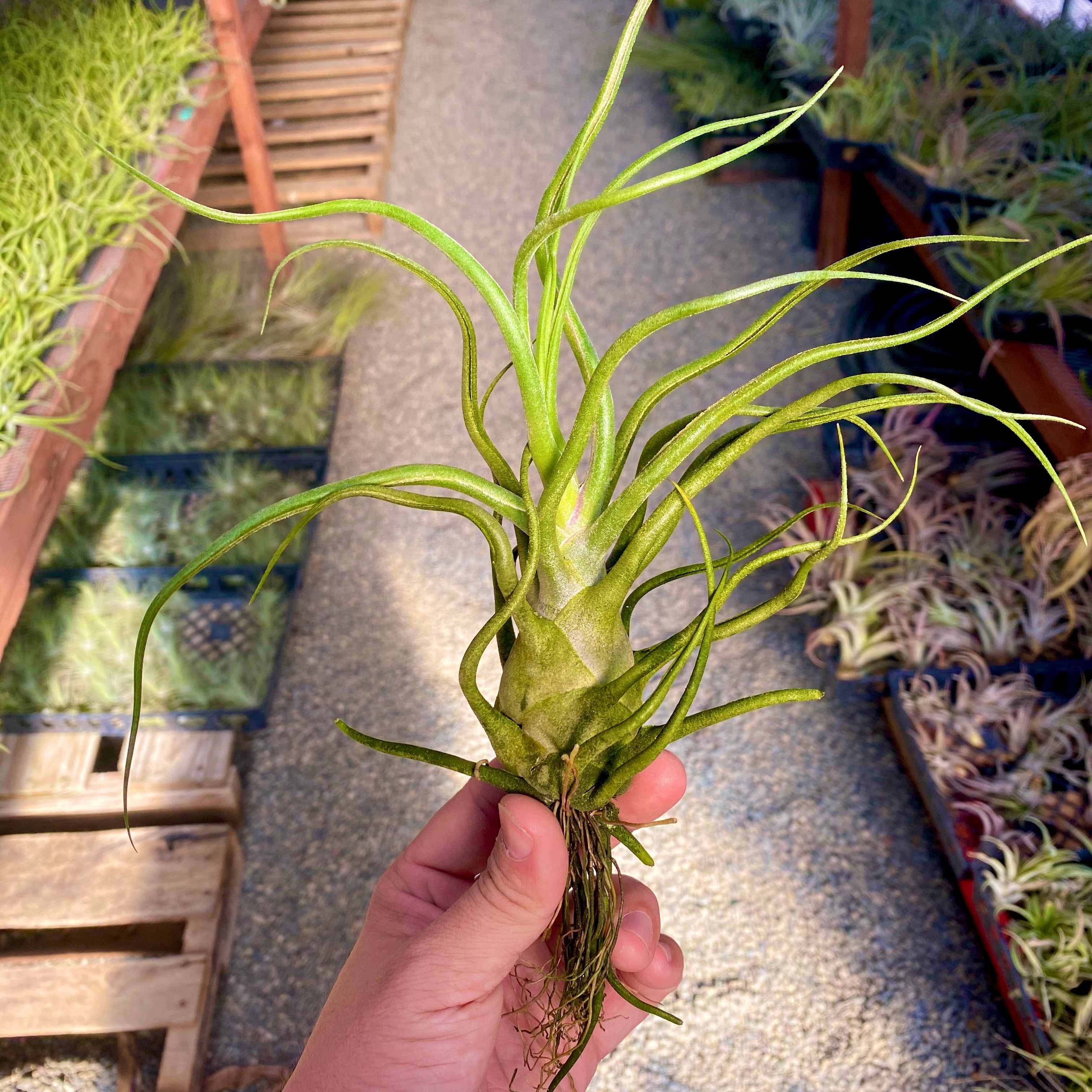 Charles Wiley (seleriana x bulbosa)