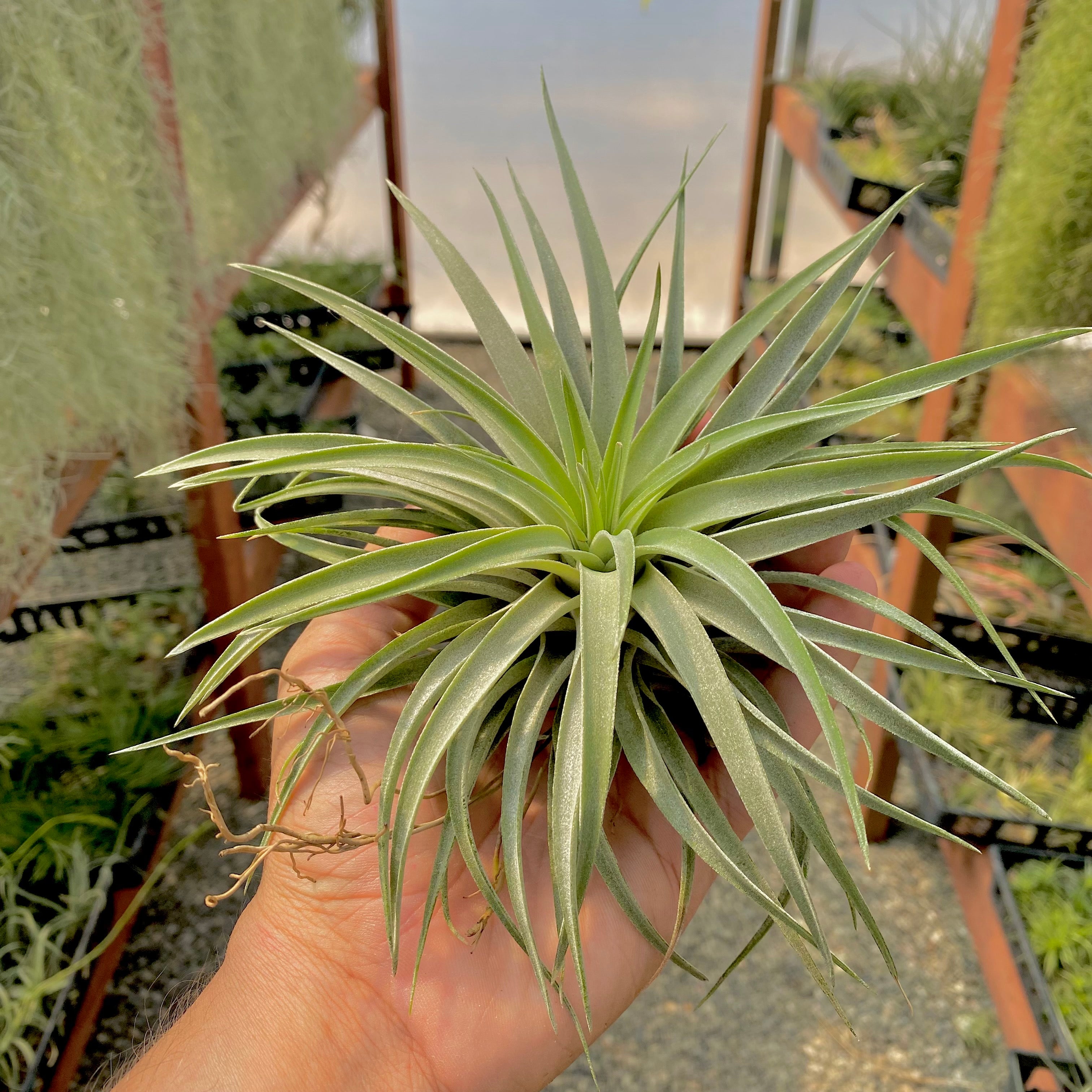 Tillandsia Kammii Air Plant Rare CITES Houseplant