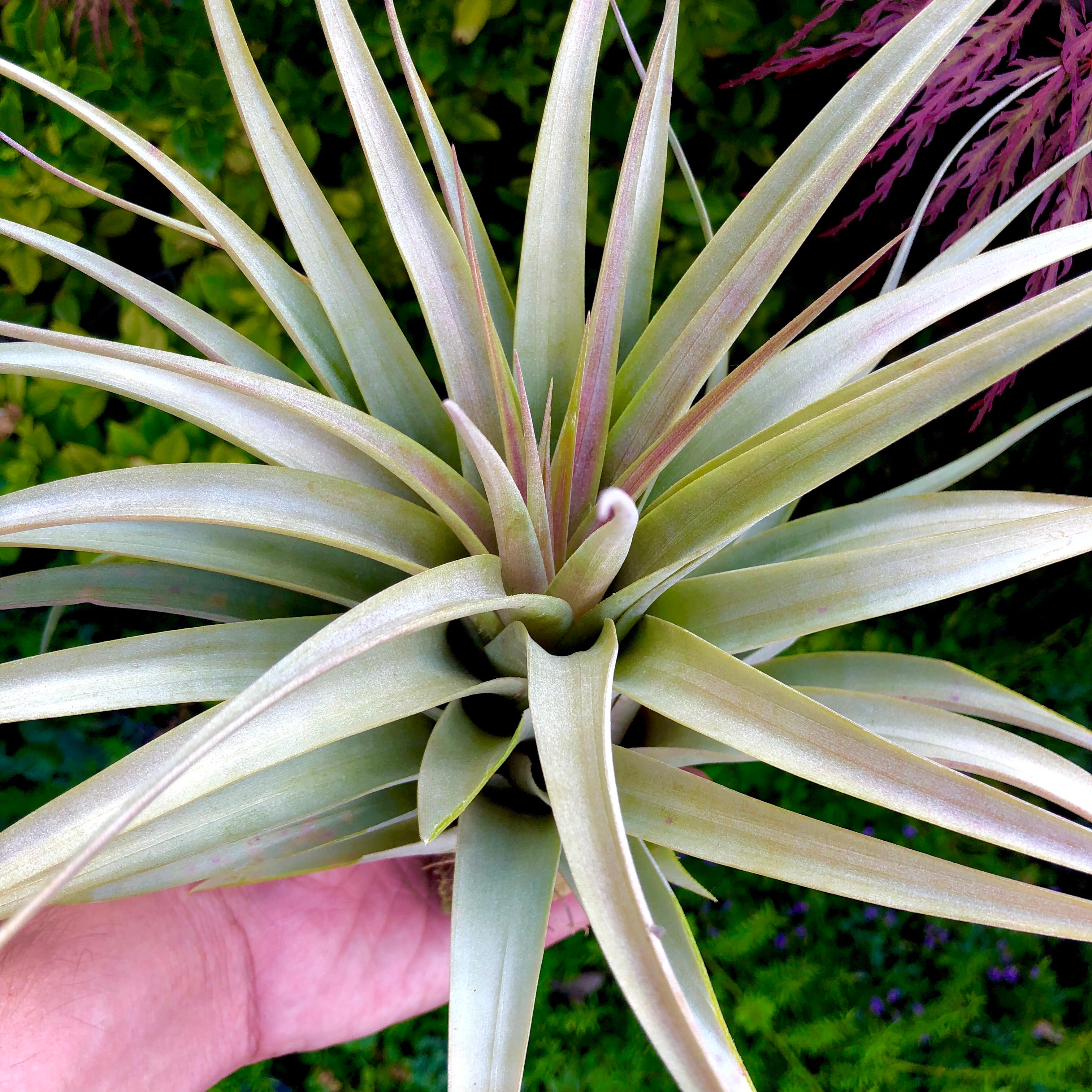 T. Bronze Crown Air Plant Tillandsa Large Size For Sale