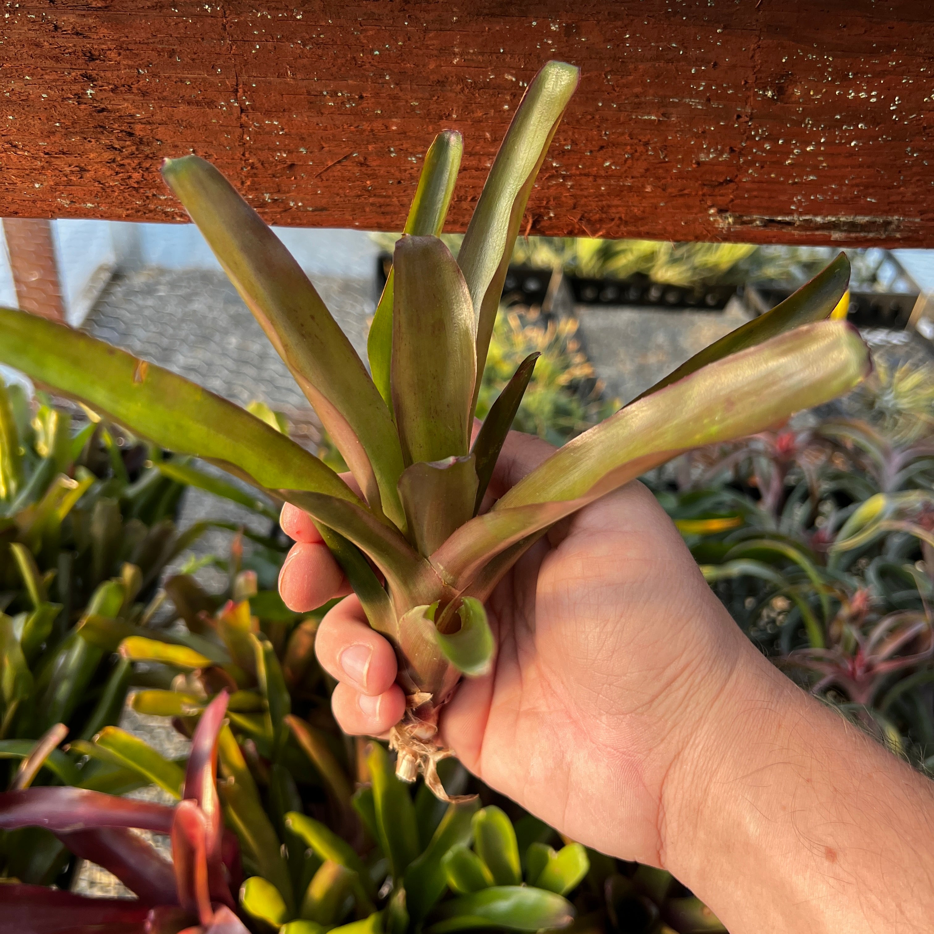 Neoregelia Fireball Air Plant Greenhouse Held In Hand