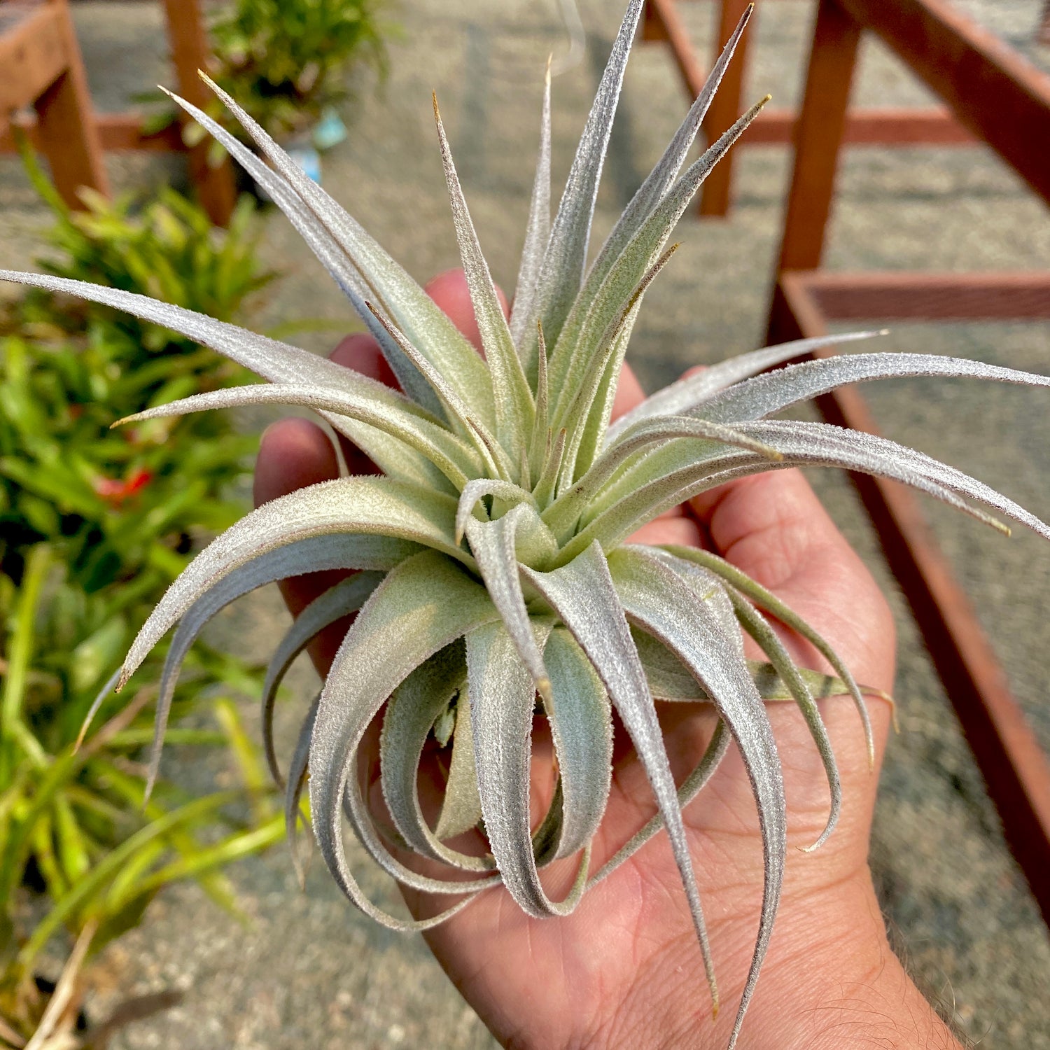 Gardneri var Rupicola | Air Plant Hub