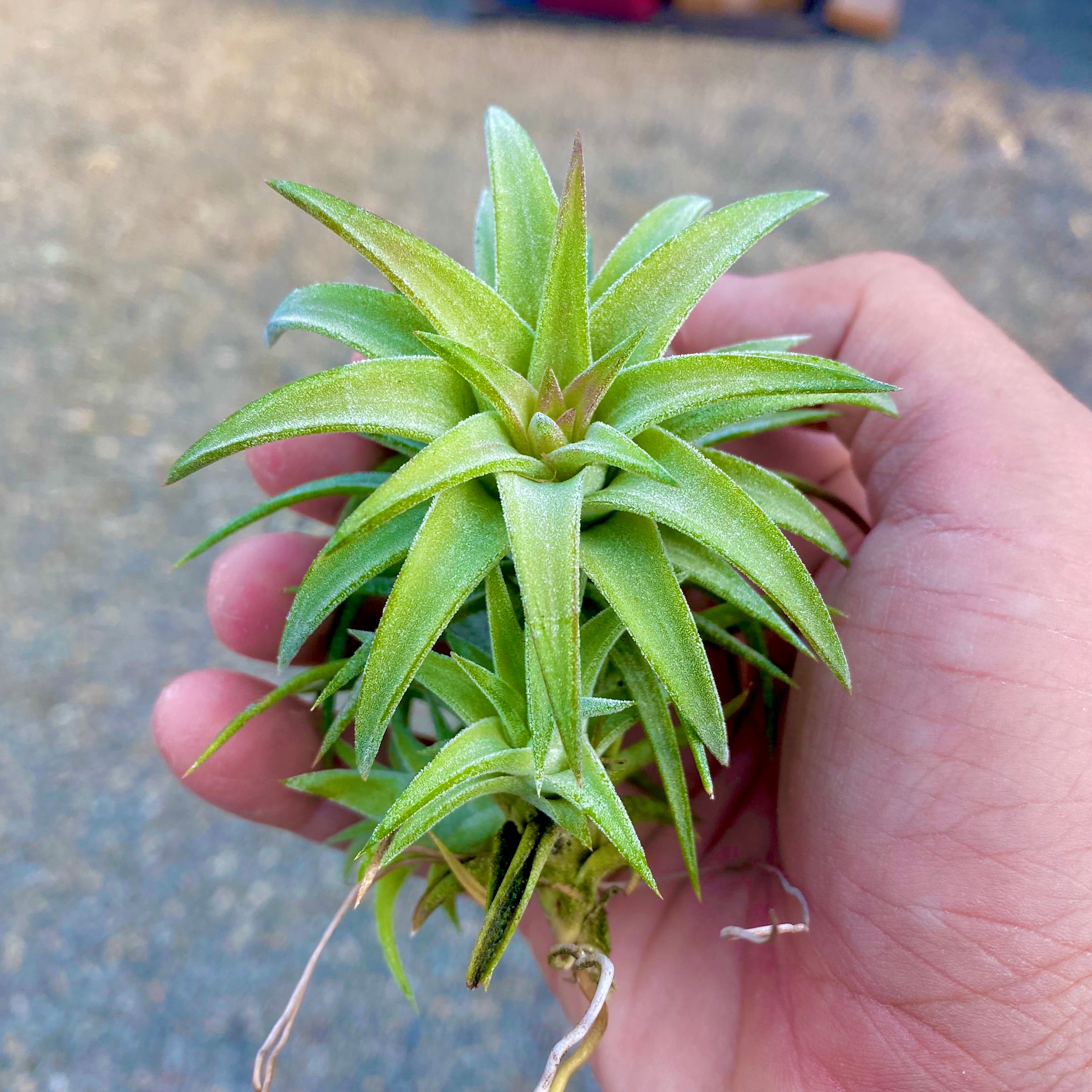 Ionantha Vanhyningii Jumbo