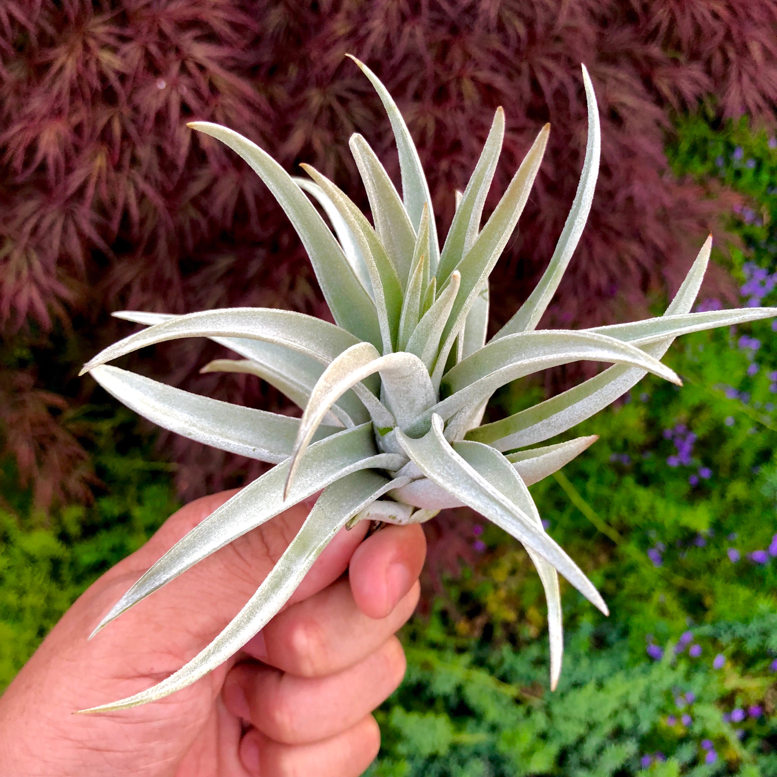 Harrisii Easy Care Air Plant Beginner Friendly Tillandsia Great For Weddings