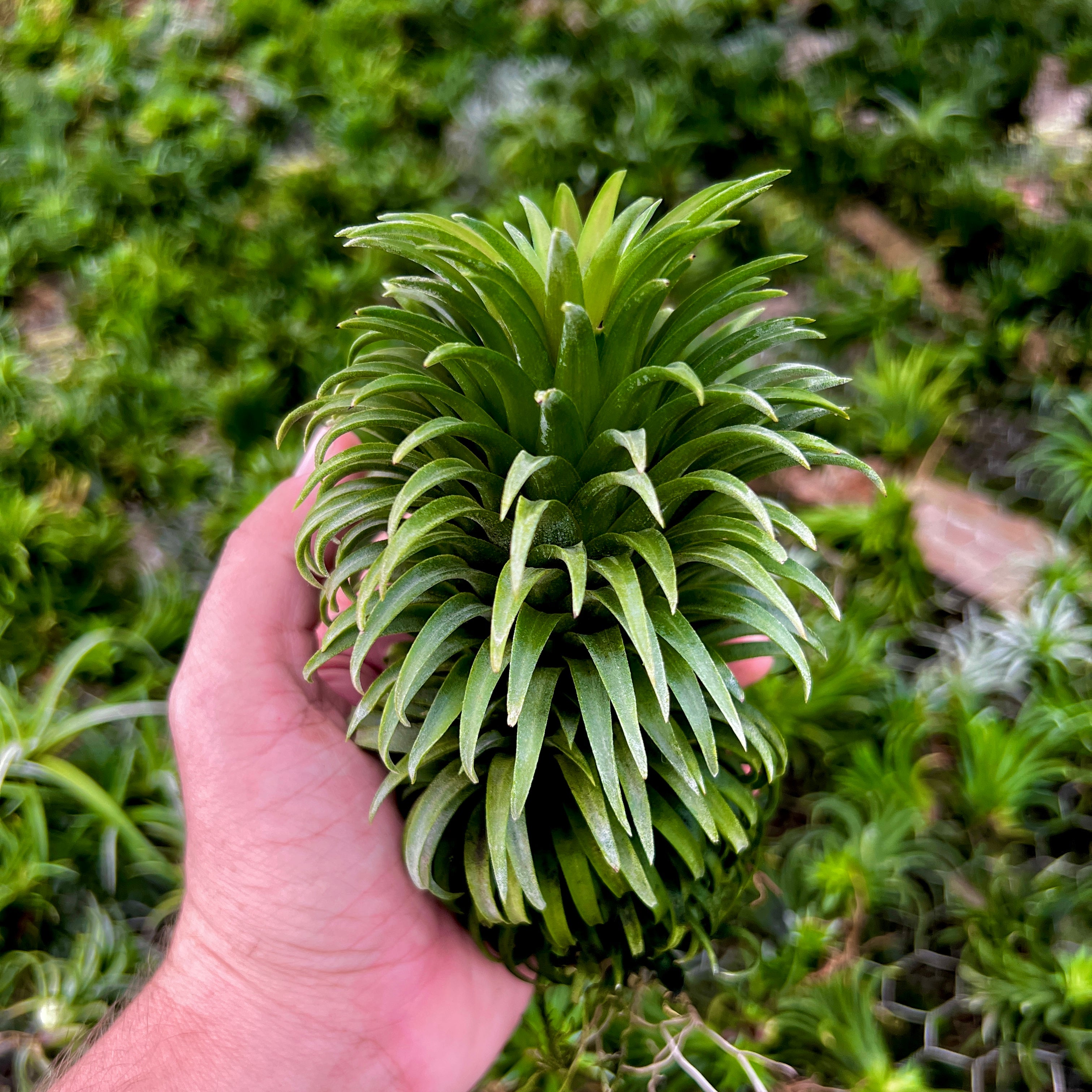 Tillandsia Ionantha Ron Air Plant Rare