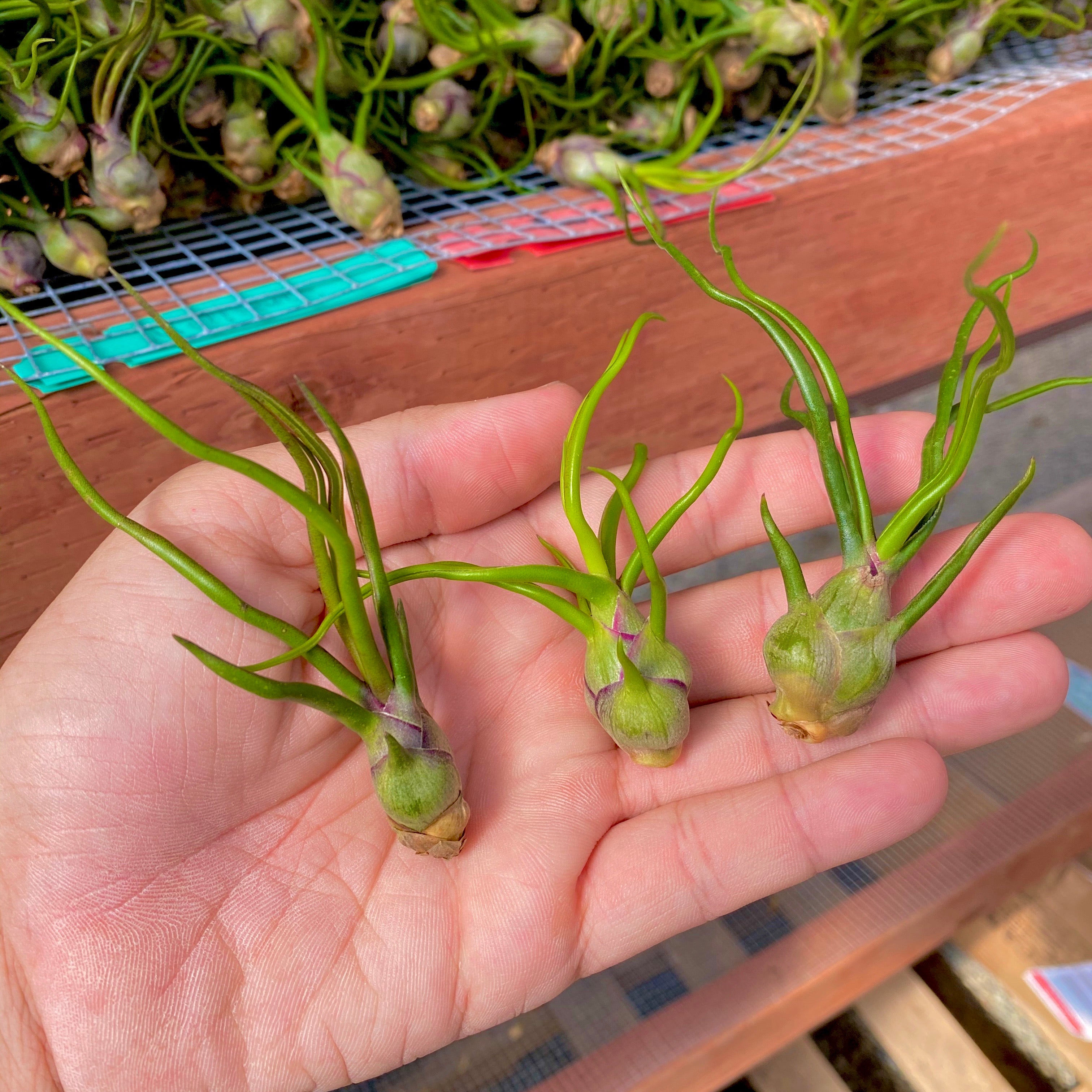tillandsia bulbosa air plant Bulbosa Medium