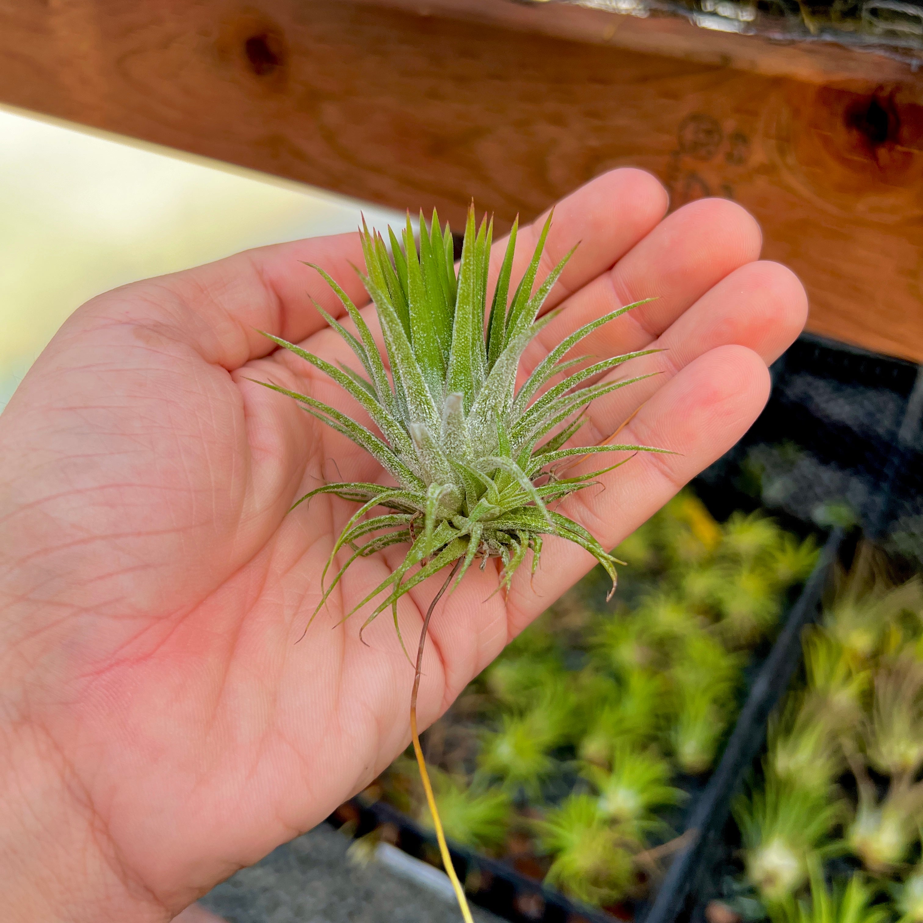 Tillandsia Ionantha Huamelula Air Plant