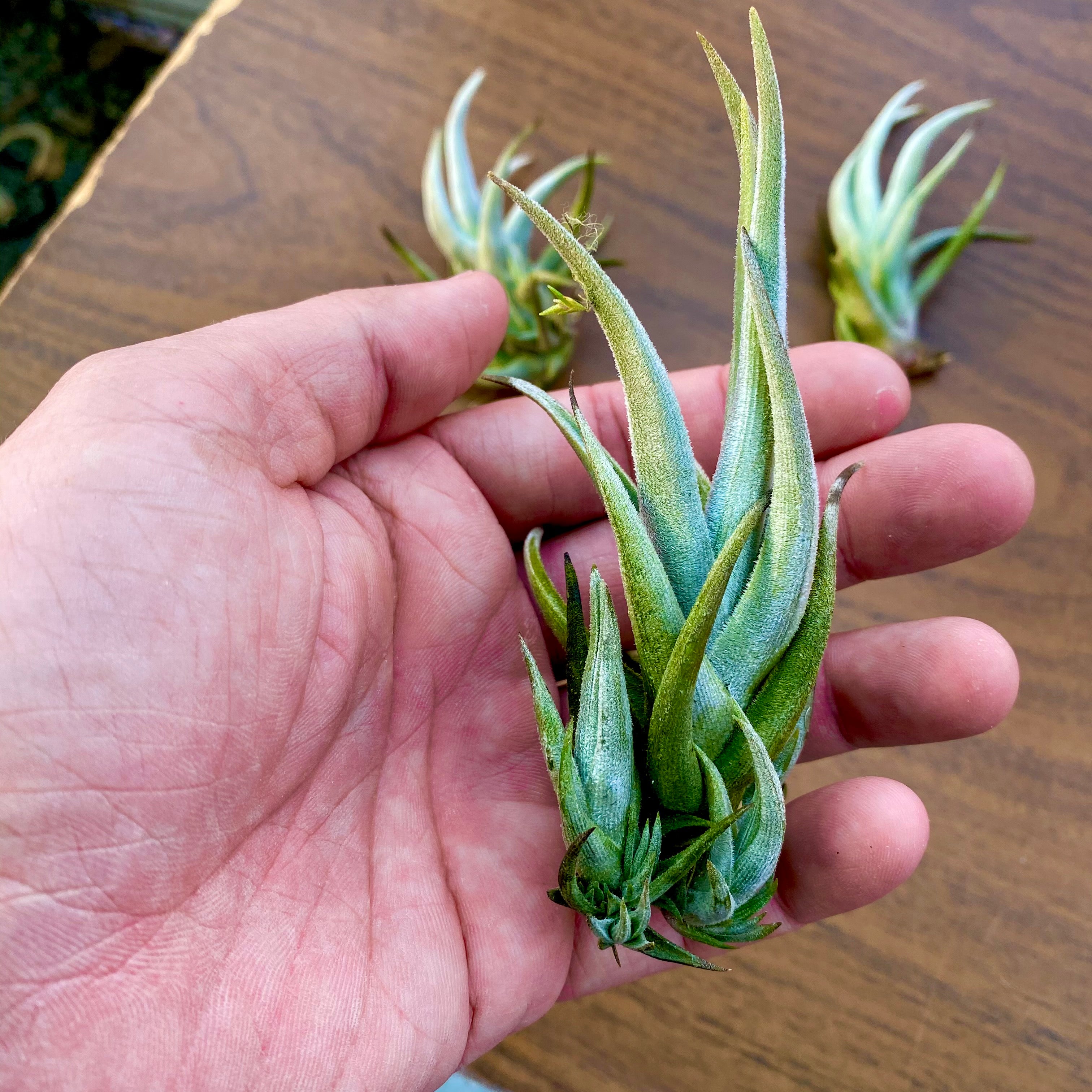 Xiphioides Small Form<br> (Citrus Scent Bloom)