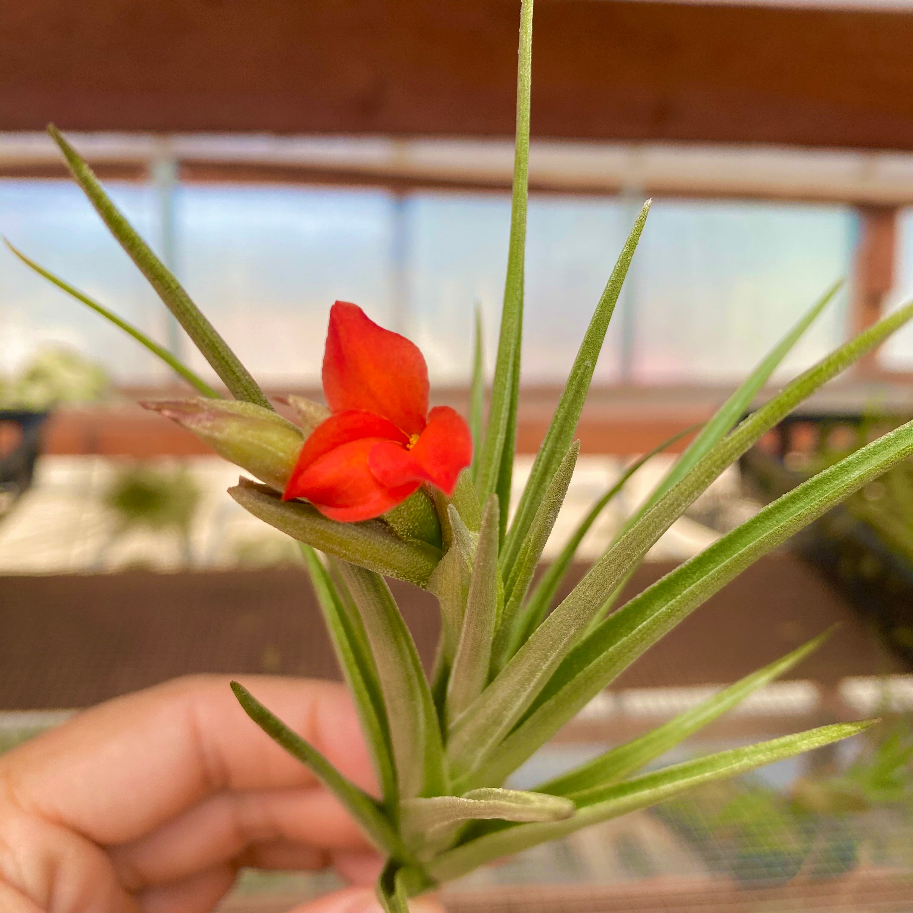 Tillandsia Mystic Flame Air Plant Small