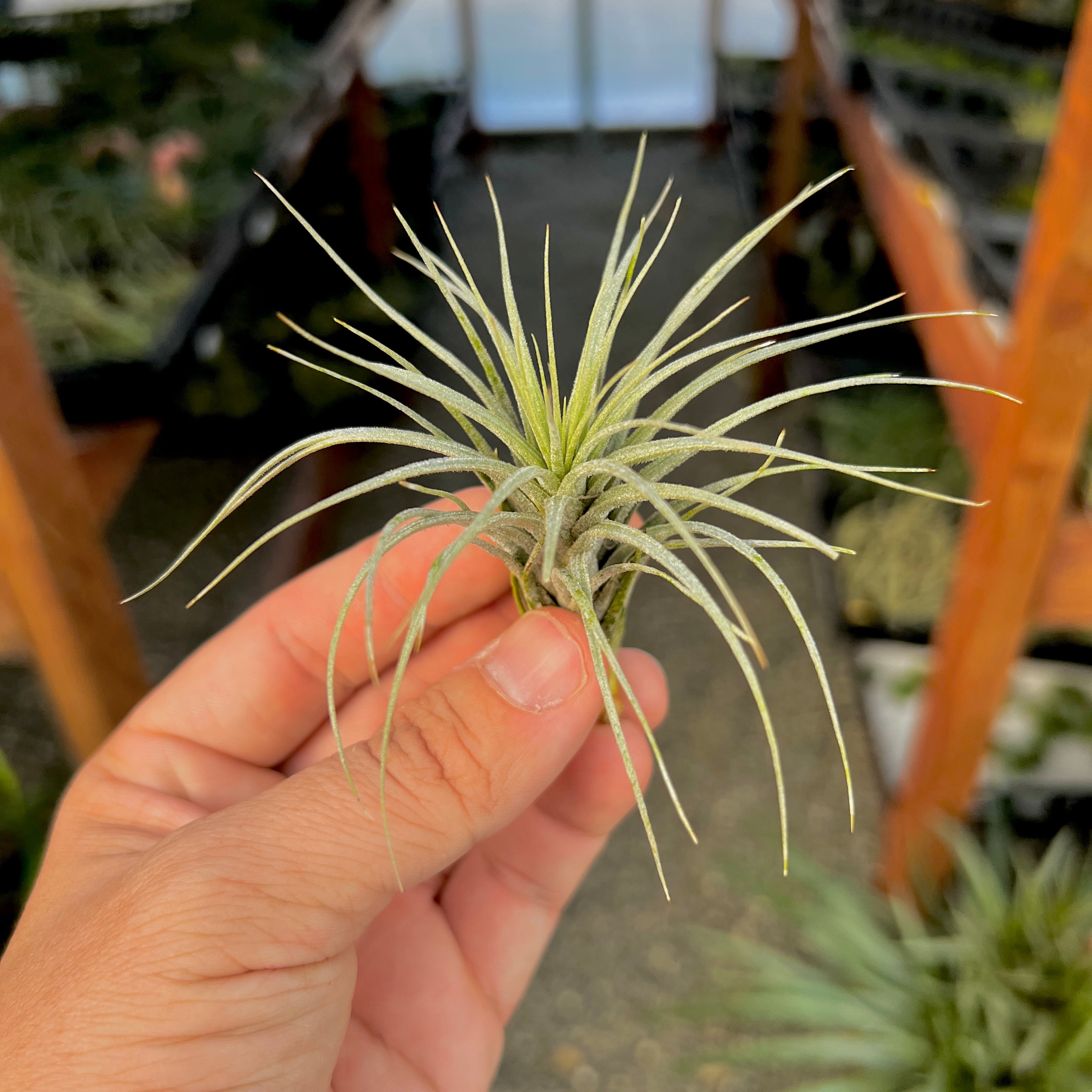 Tillandsia Heteromorpha Air Plant