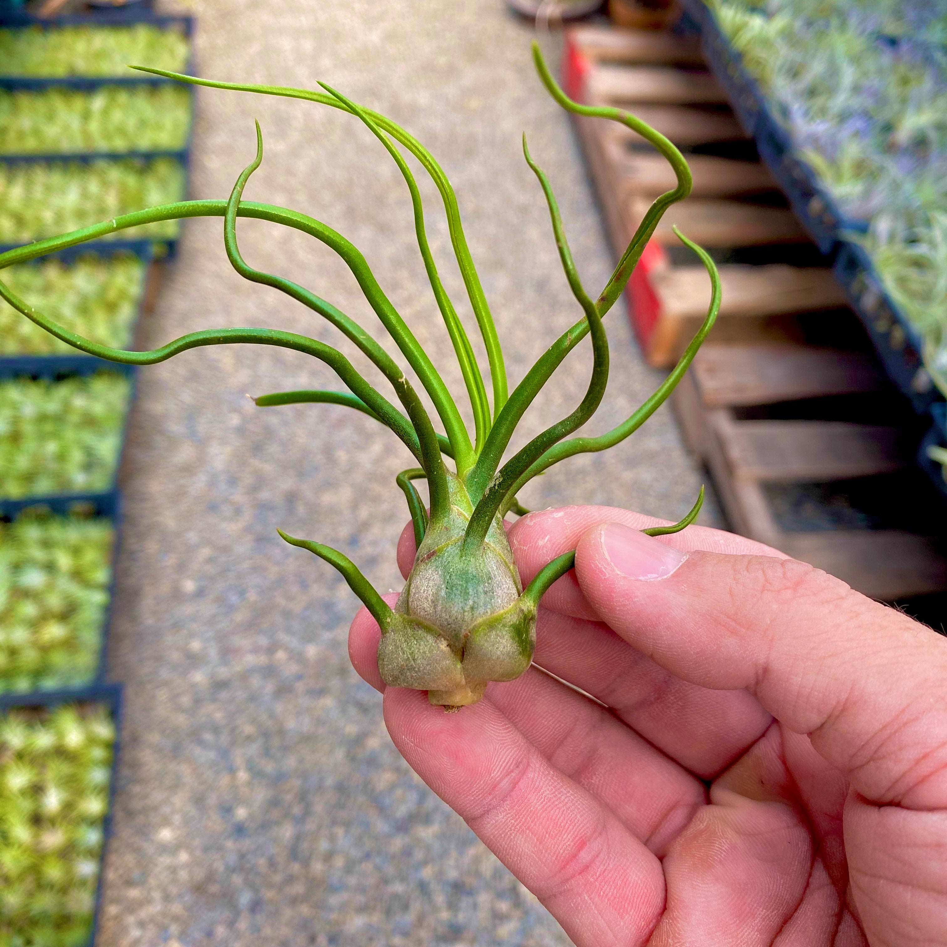 Wholesale Bulbosa Small <br> (minimum order 5)