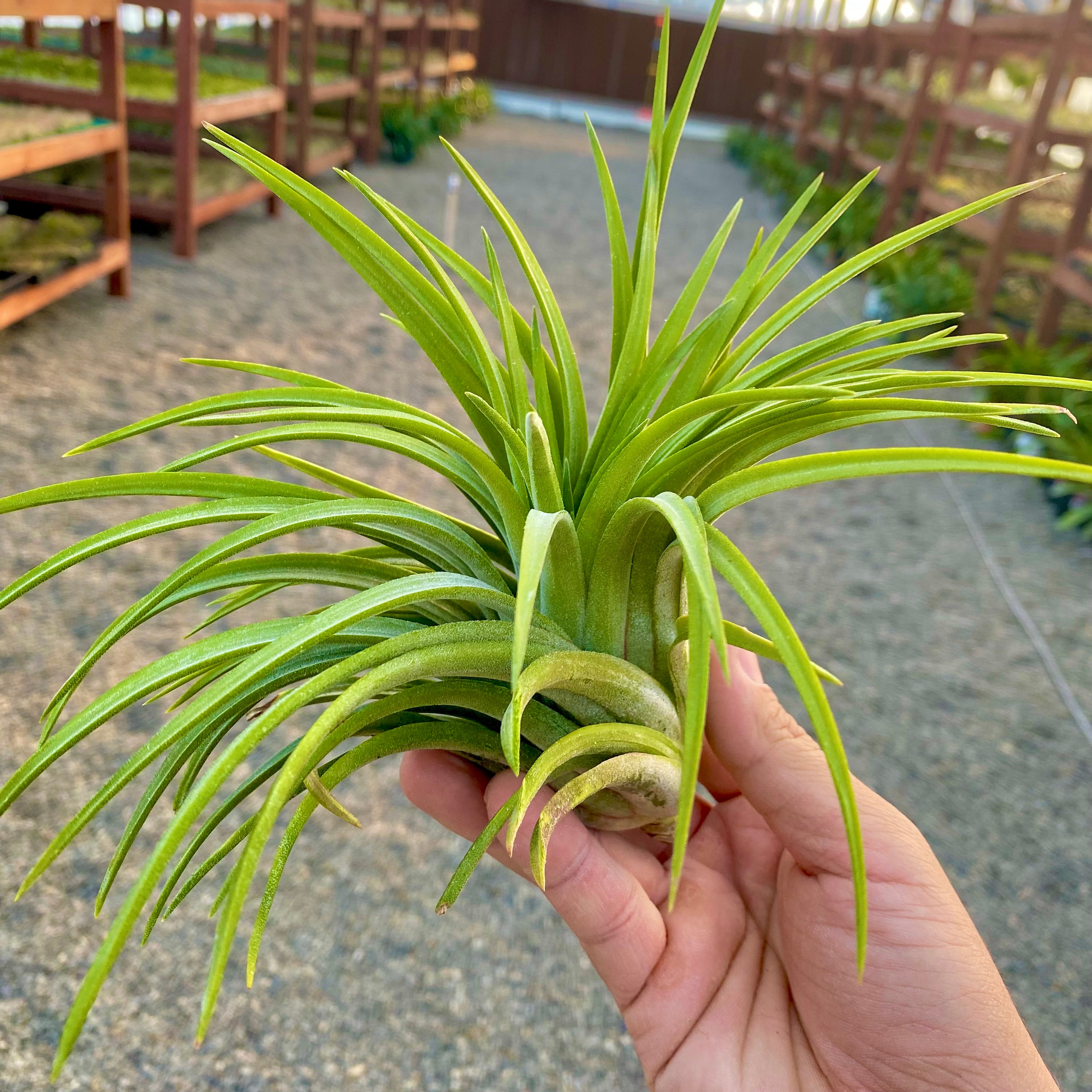 ionantha maxima giant *SALE!!!!*