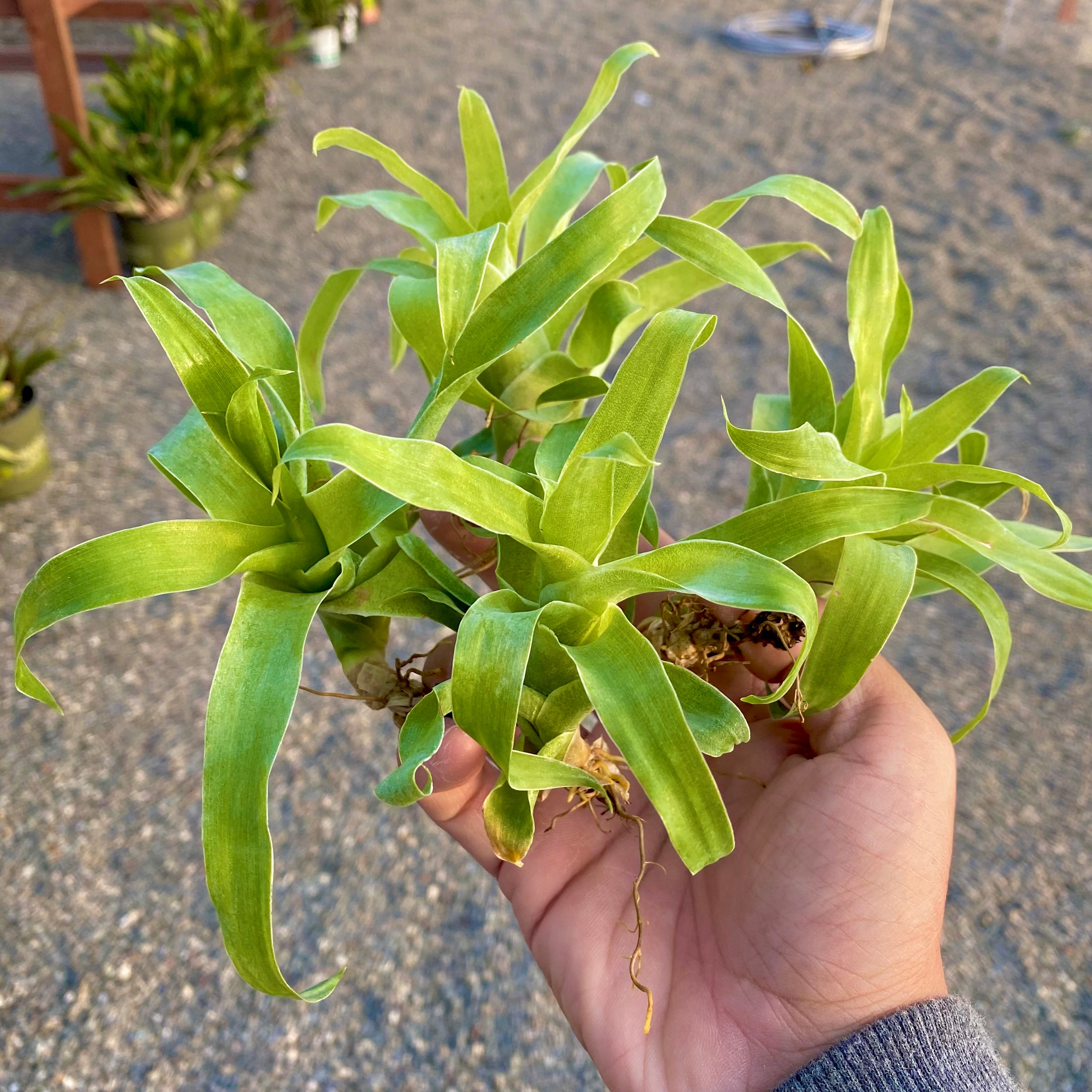 Catopsis Mooreniana