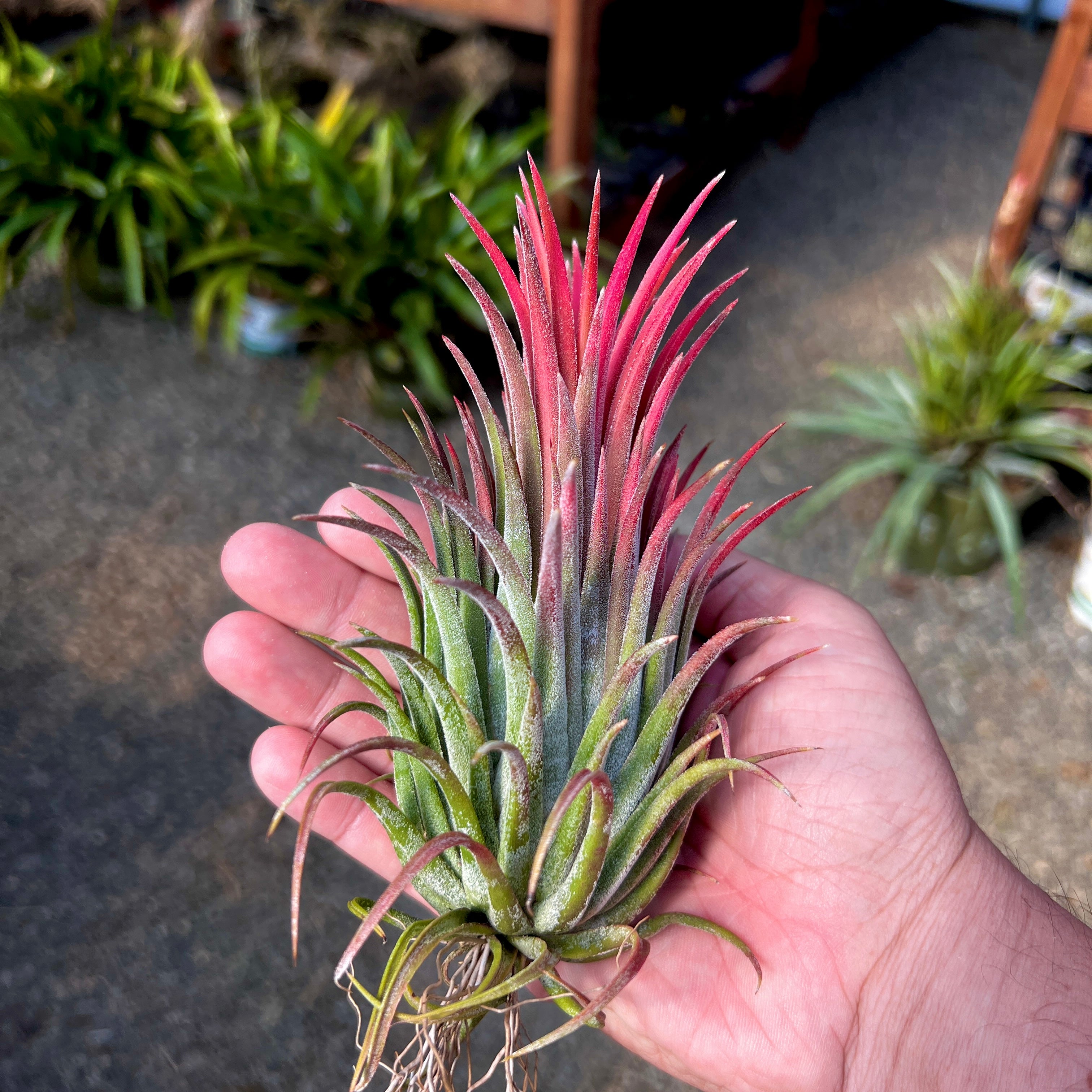 Ionantha Curly Giant XL Selections