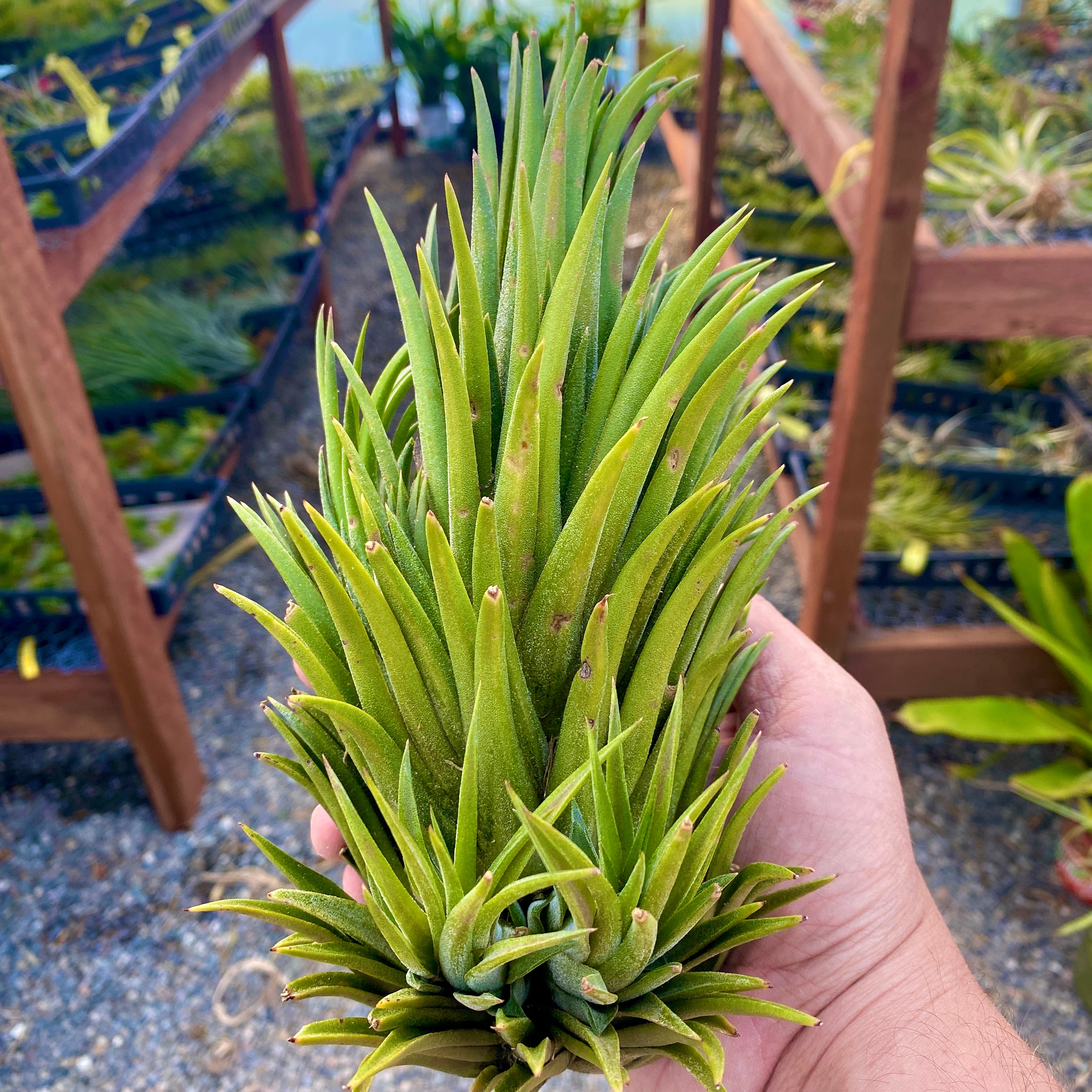 XL Premium Ionantha Selections