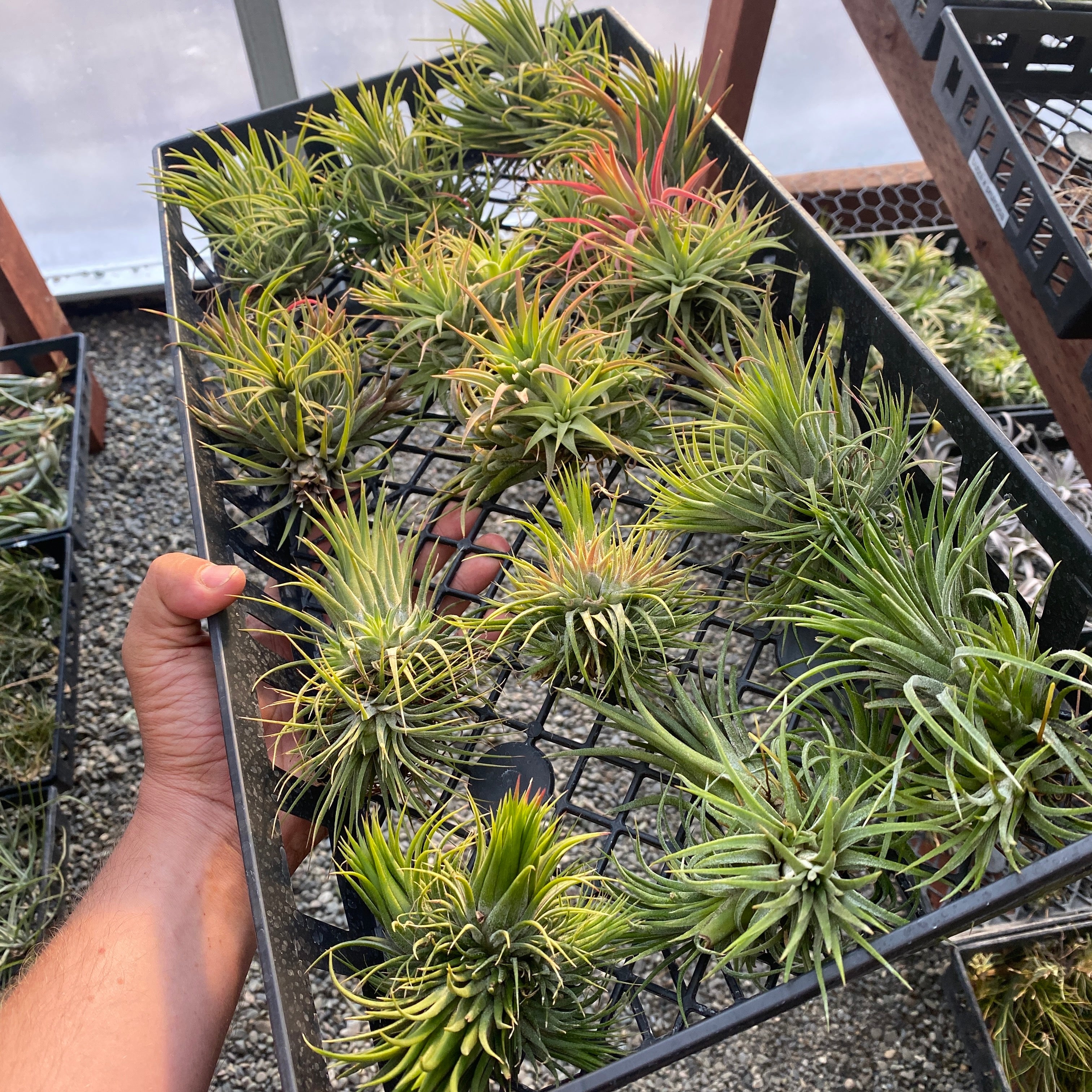 Tillandsia Ionantha Air Plant Clumps In Tray