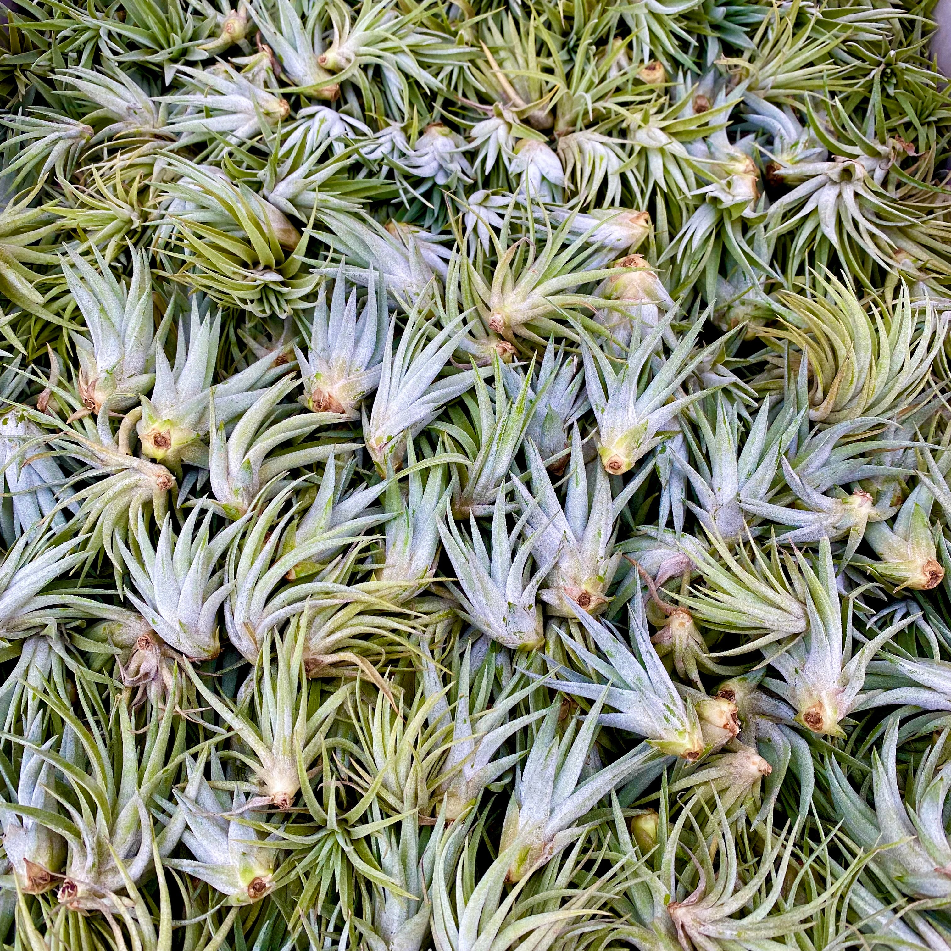 plagiotropica air plant Plagiotropica , (White Flower!)