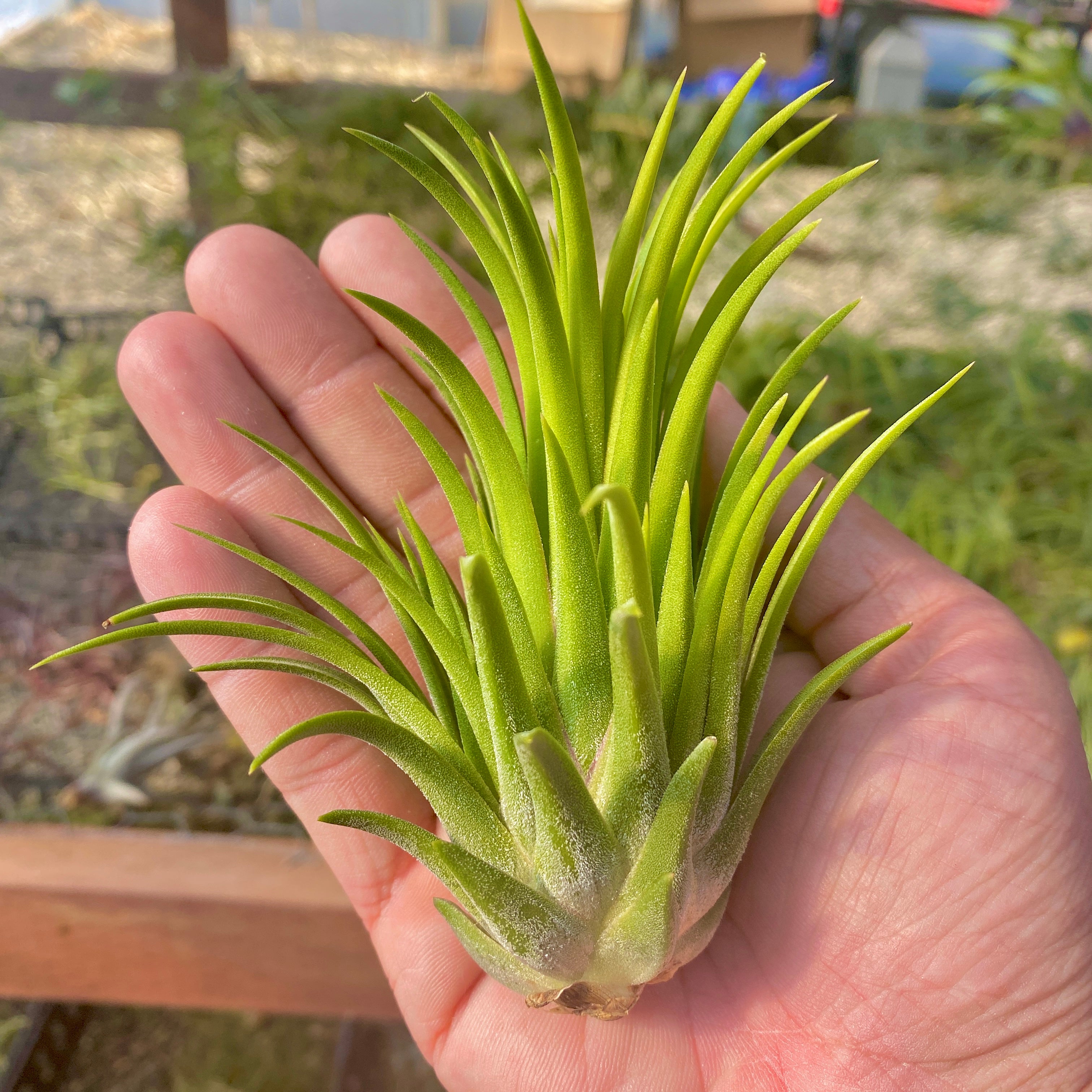 Tillandsia Ionantha Big Boy Air Plant