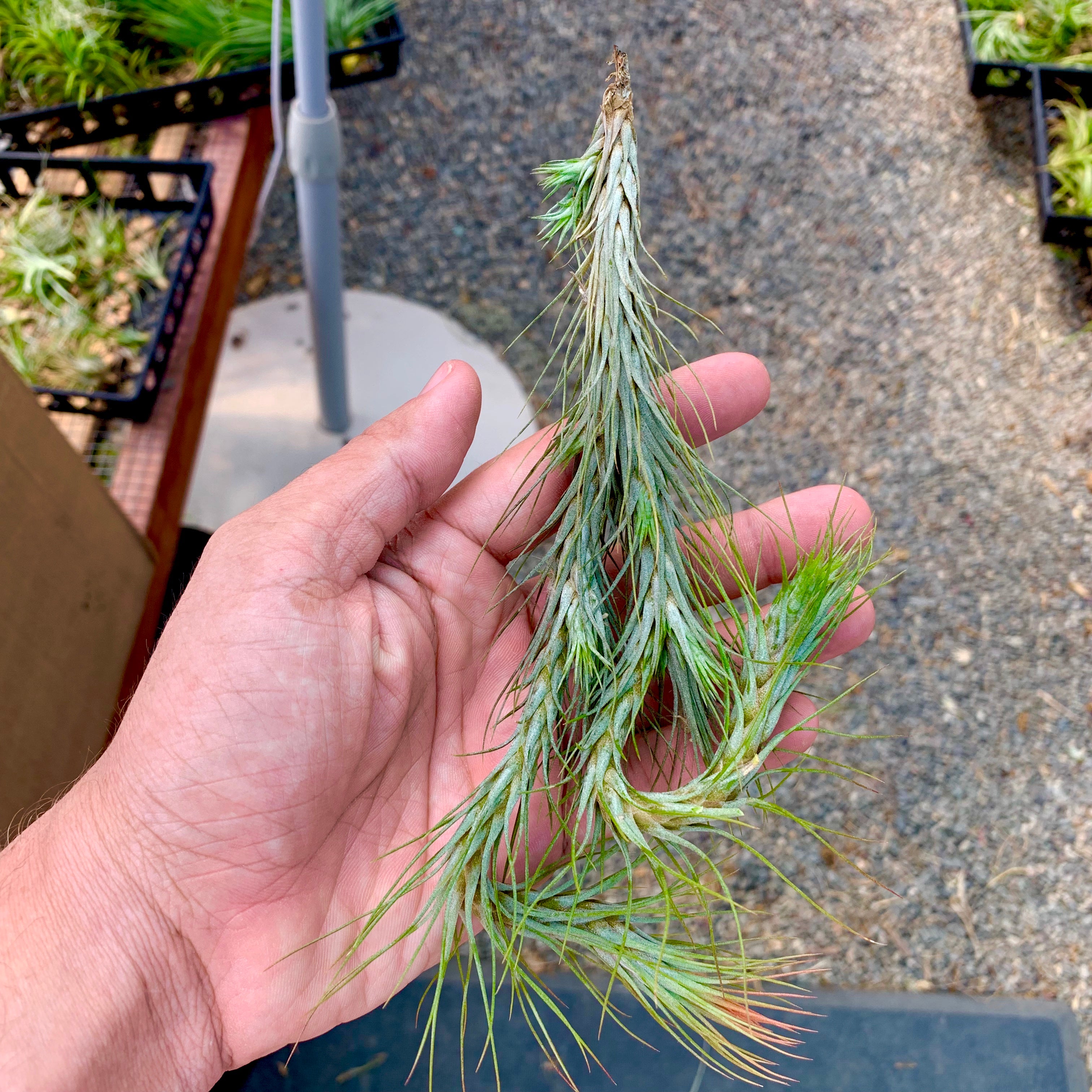 Funckiana <br> (Caterpillar Air Plant)