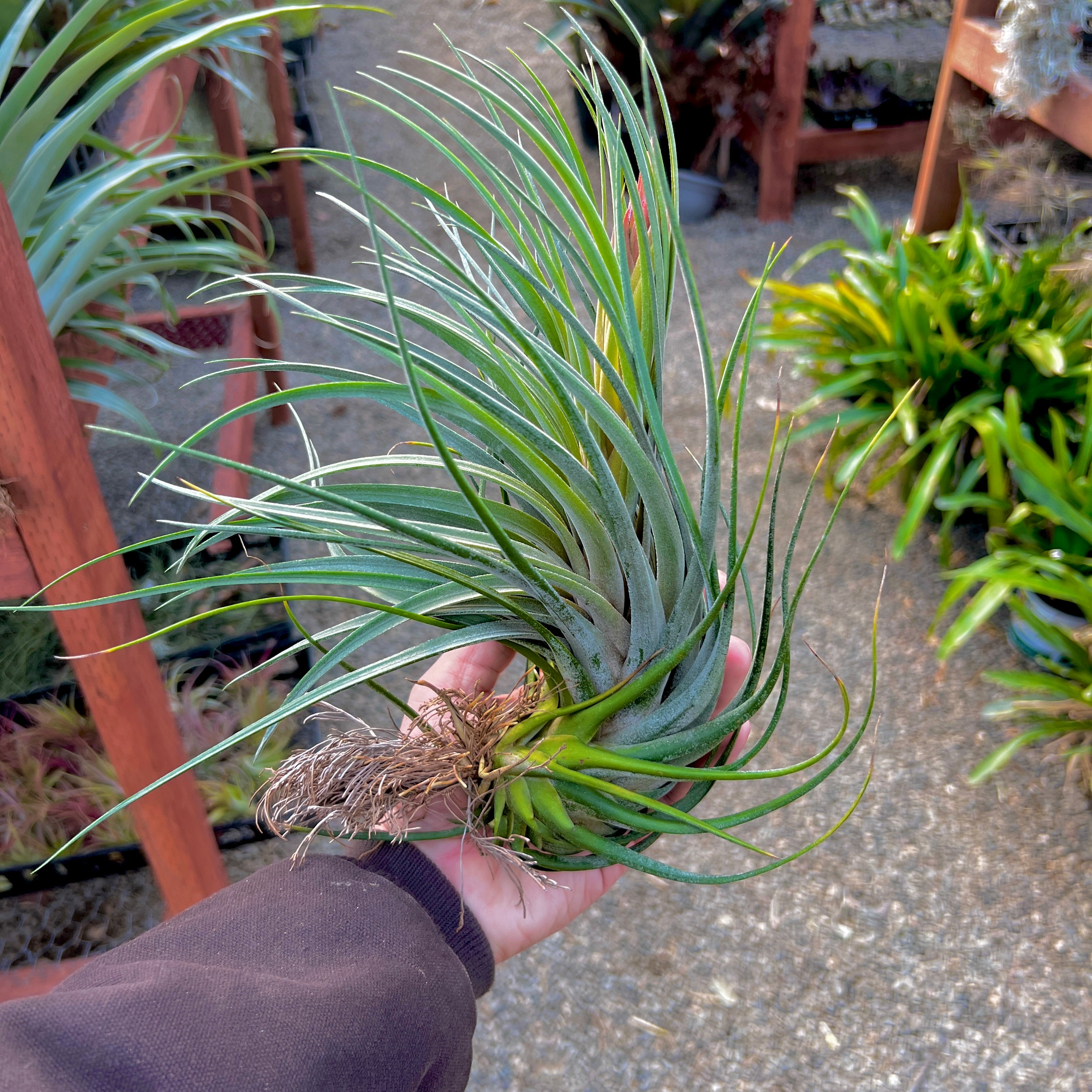 Tillandsia Ionantha x Fasciculata Hybrid Air Plant 