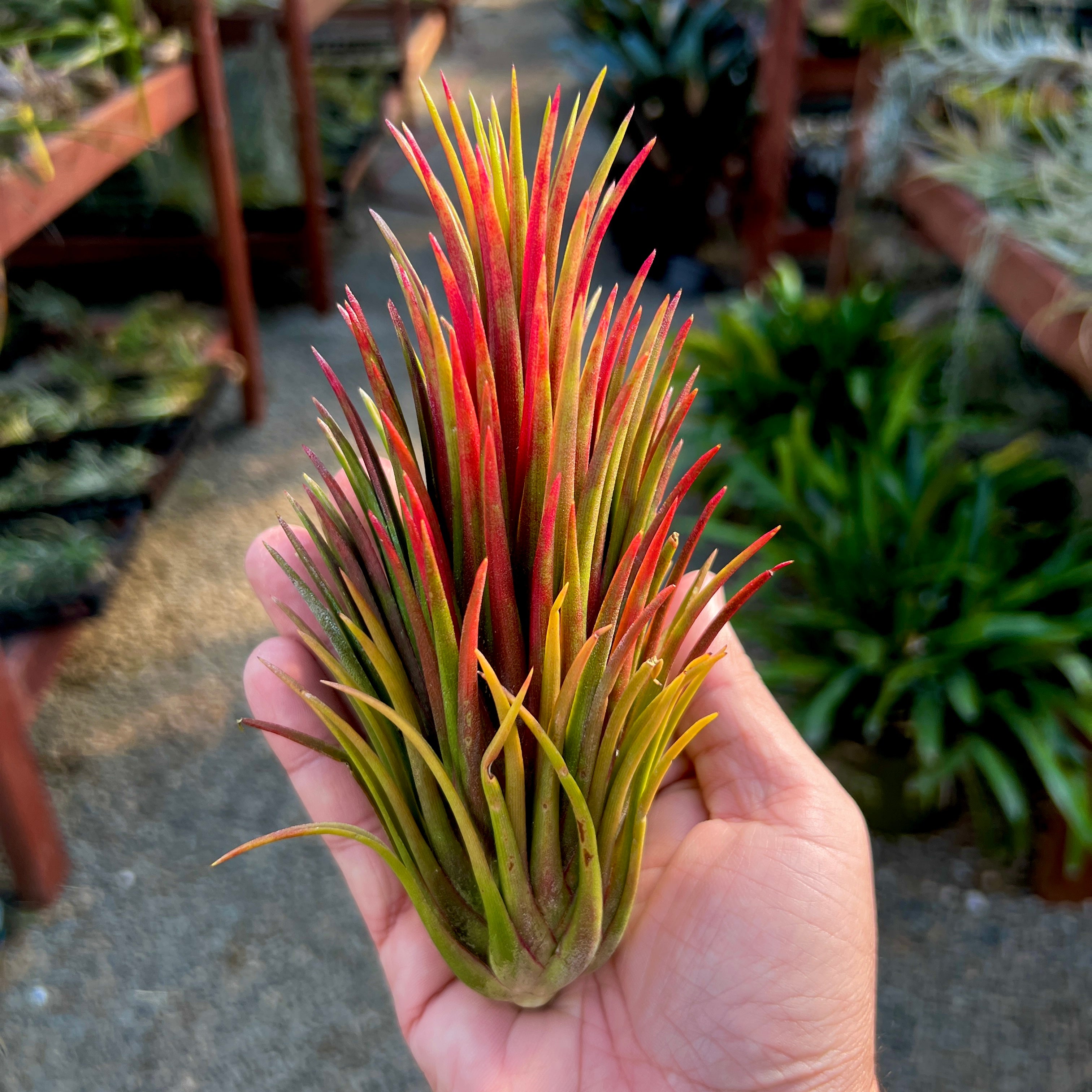 ionantha fuego totem pole