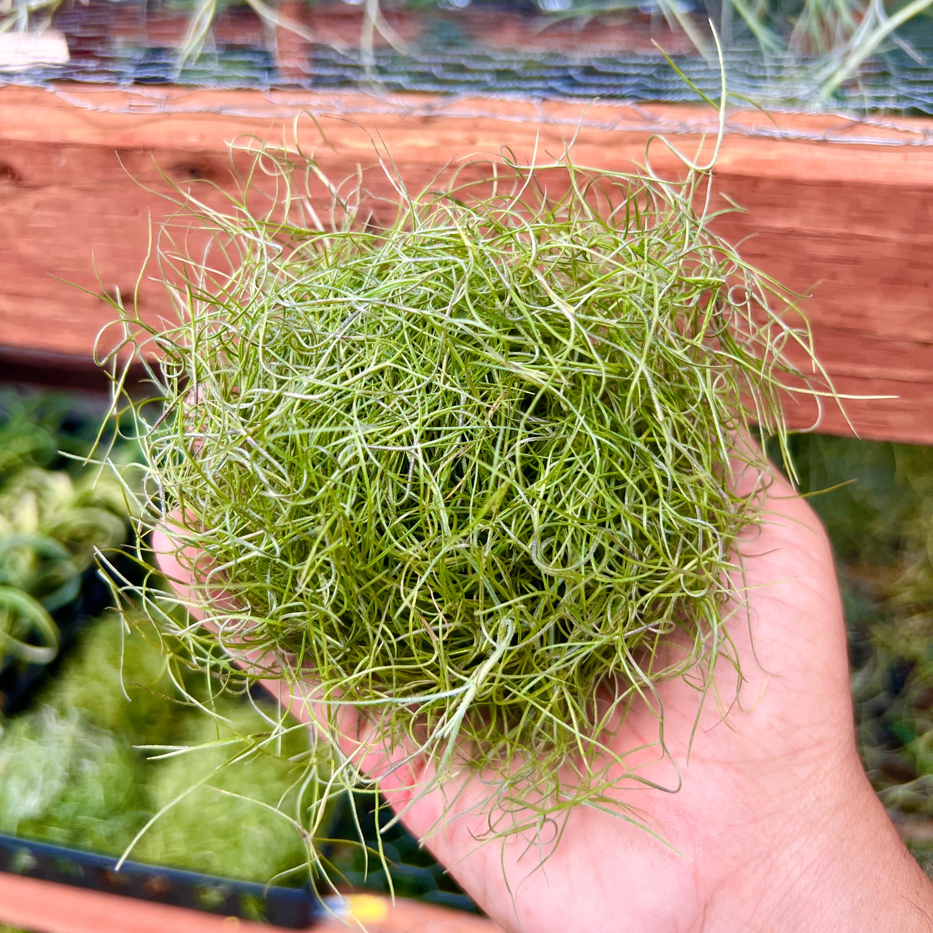 Tillandsia usneoides spanish moss clump hanging wedding plant green