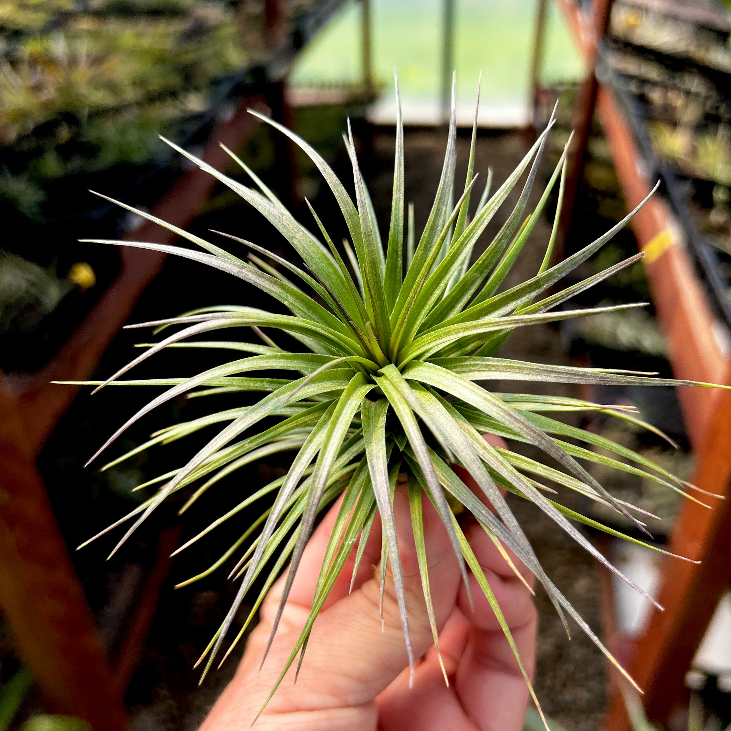 tenuifolia bush air plant tillandsia holder cholla grapewood plant